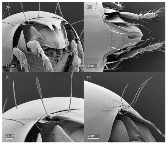 Animals 14 00538 g005