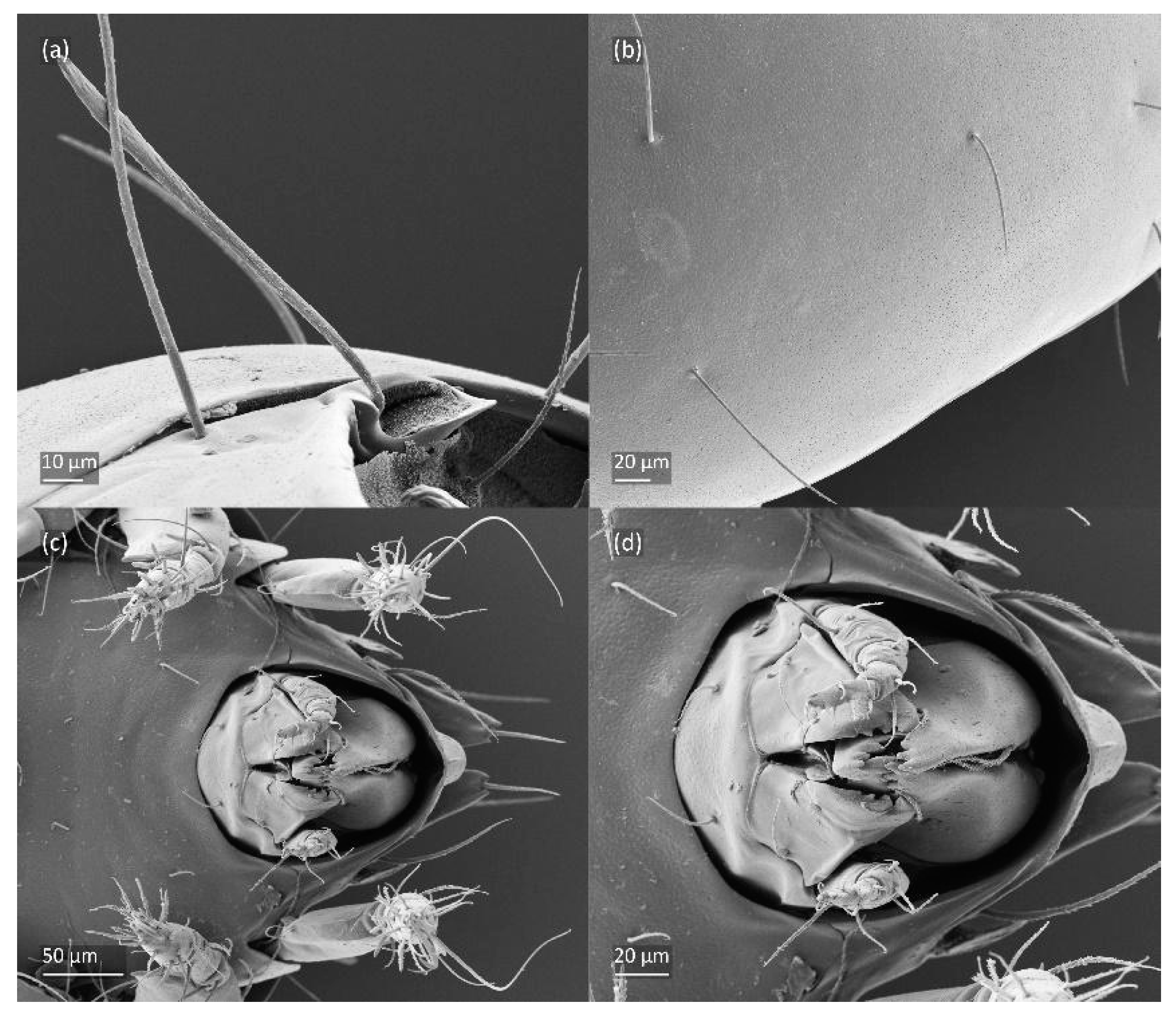 Animals 14 00538 g006 Animals 14 00538 g006