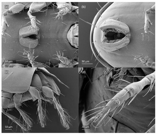 Animals 14 00538 g007