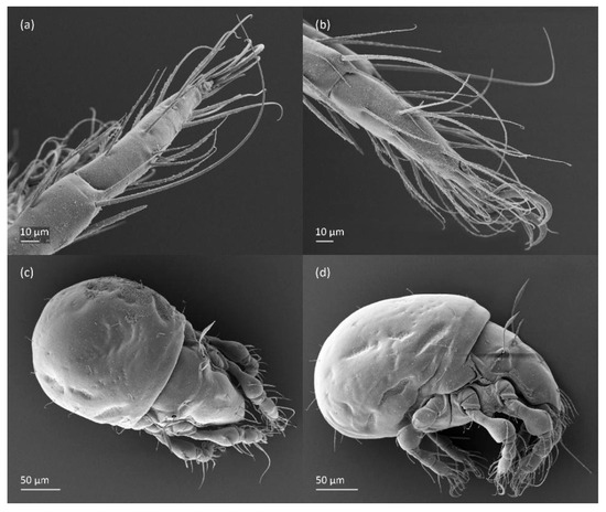 Animals 14 00538 g008