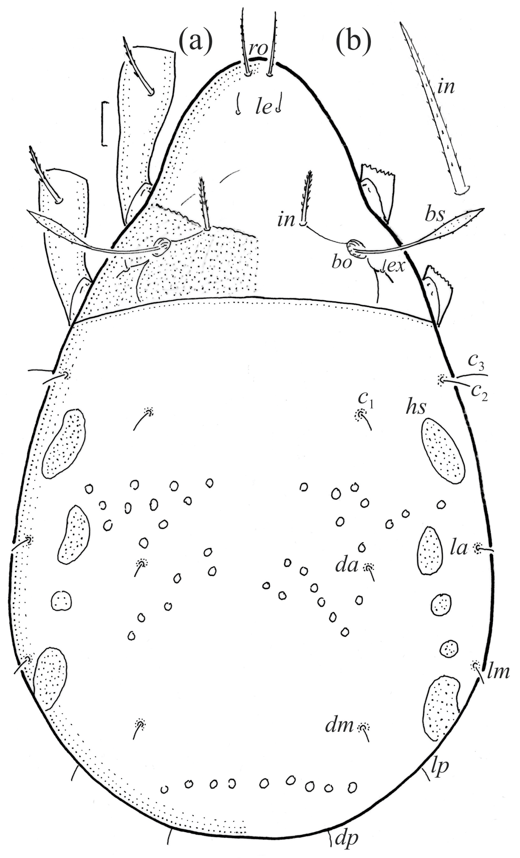 Animals 14 00538 g010 Animals 14 00538 g010