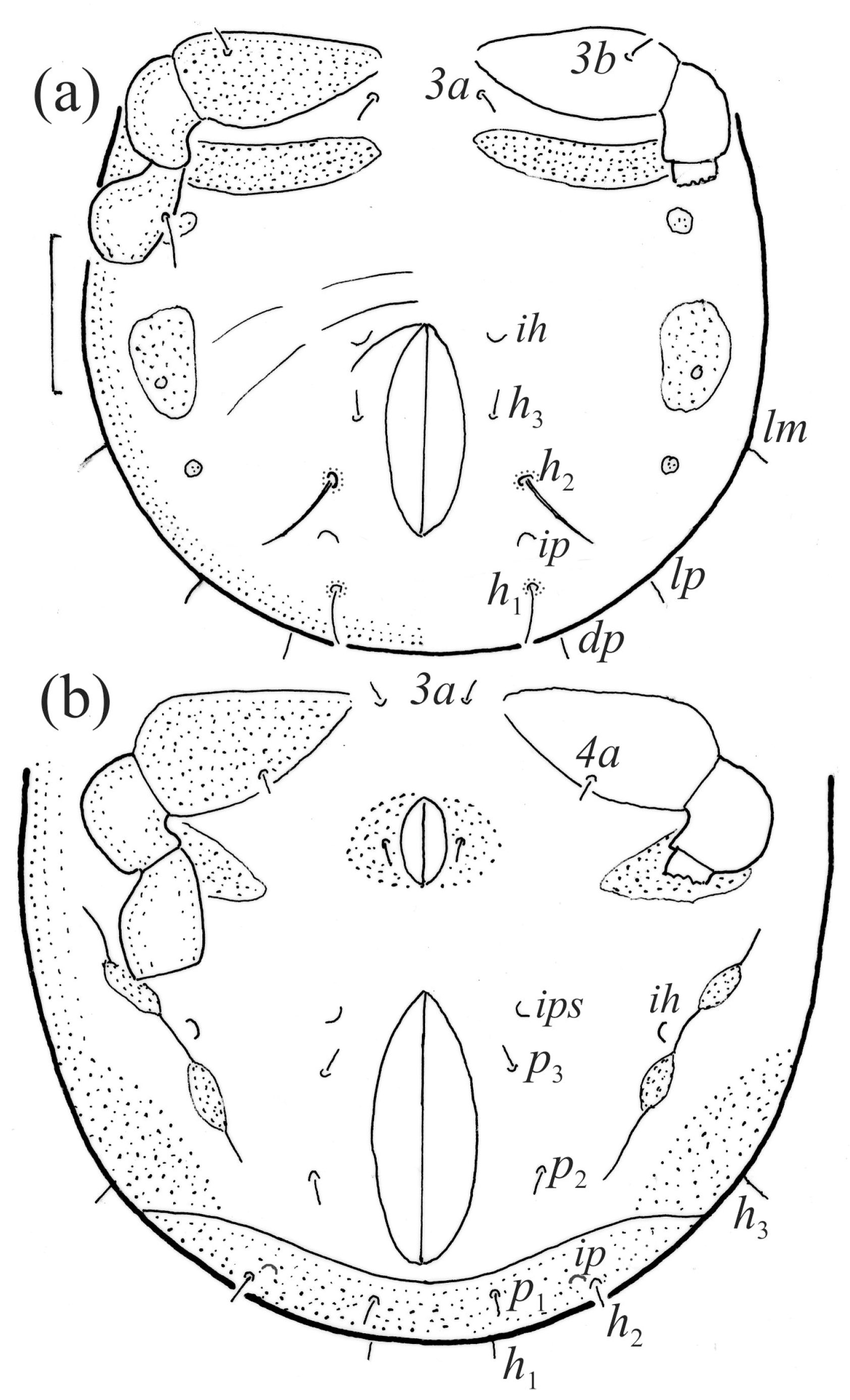 Animals 14 00538 g011 Animals 14 00538 g011