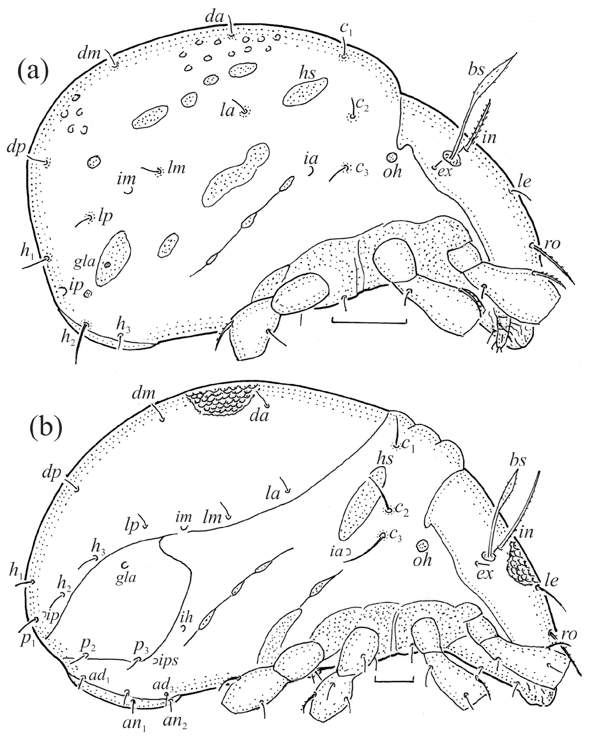 Animals 14 00538 g012 Animals 14 00538 g012