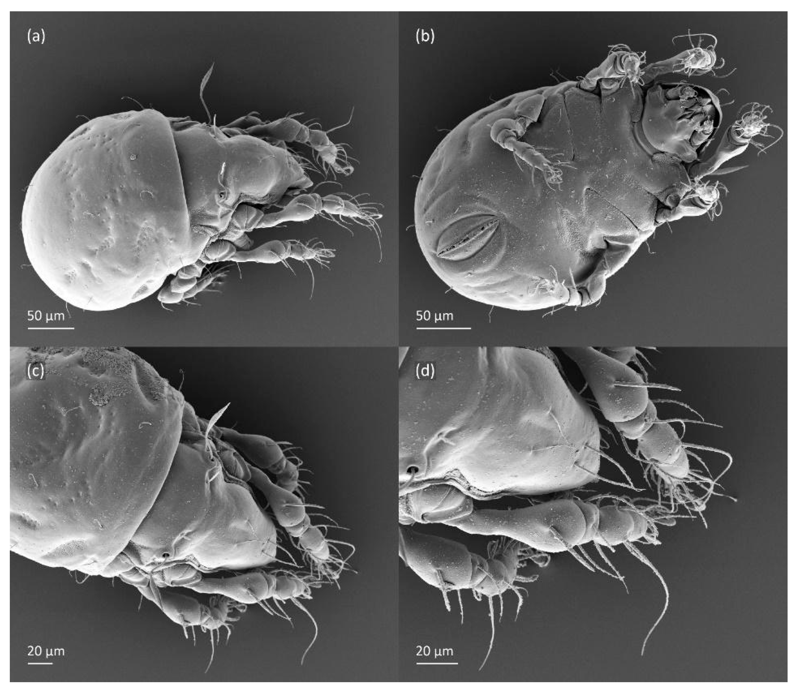 Animals 14 00538 g013 Animals 14 00538 g013