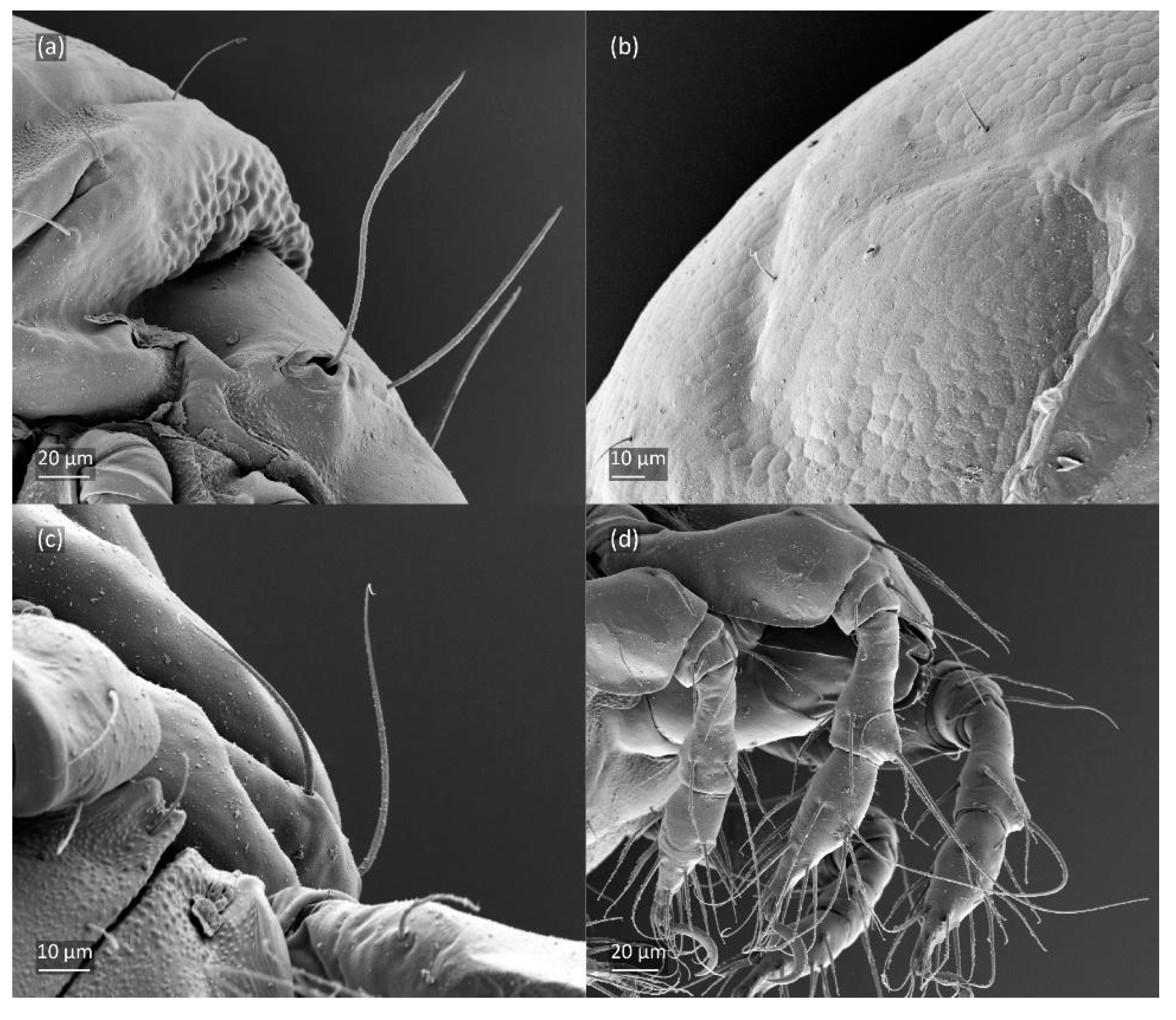 Animals 14 00538 g020 Animals 14 00538 g020