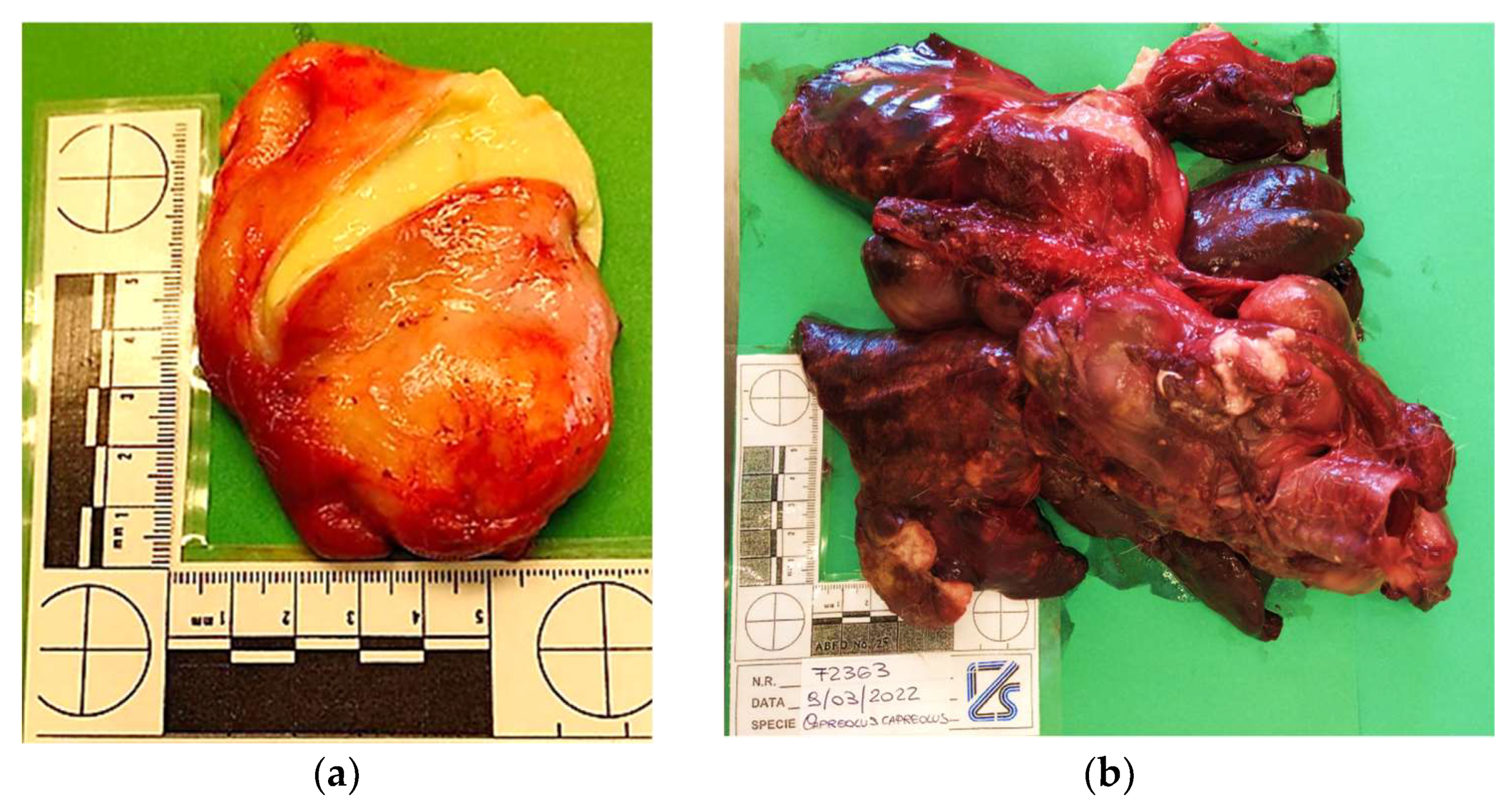 Animals 14 00566 g001