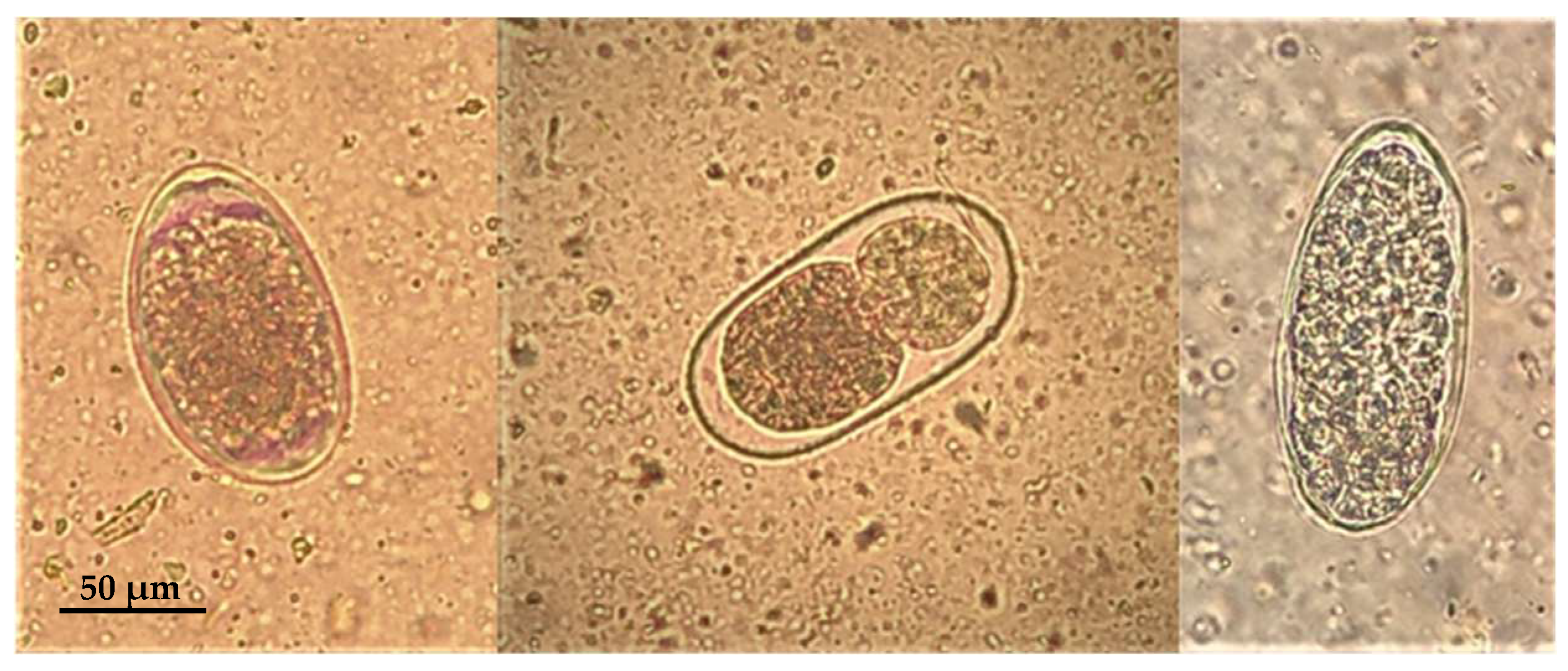 Animals 14 00566 g002