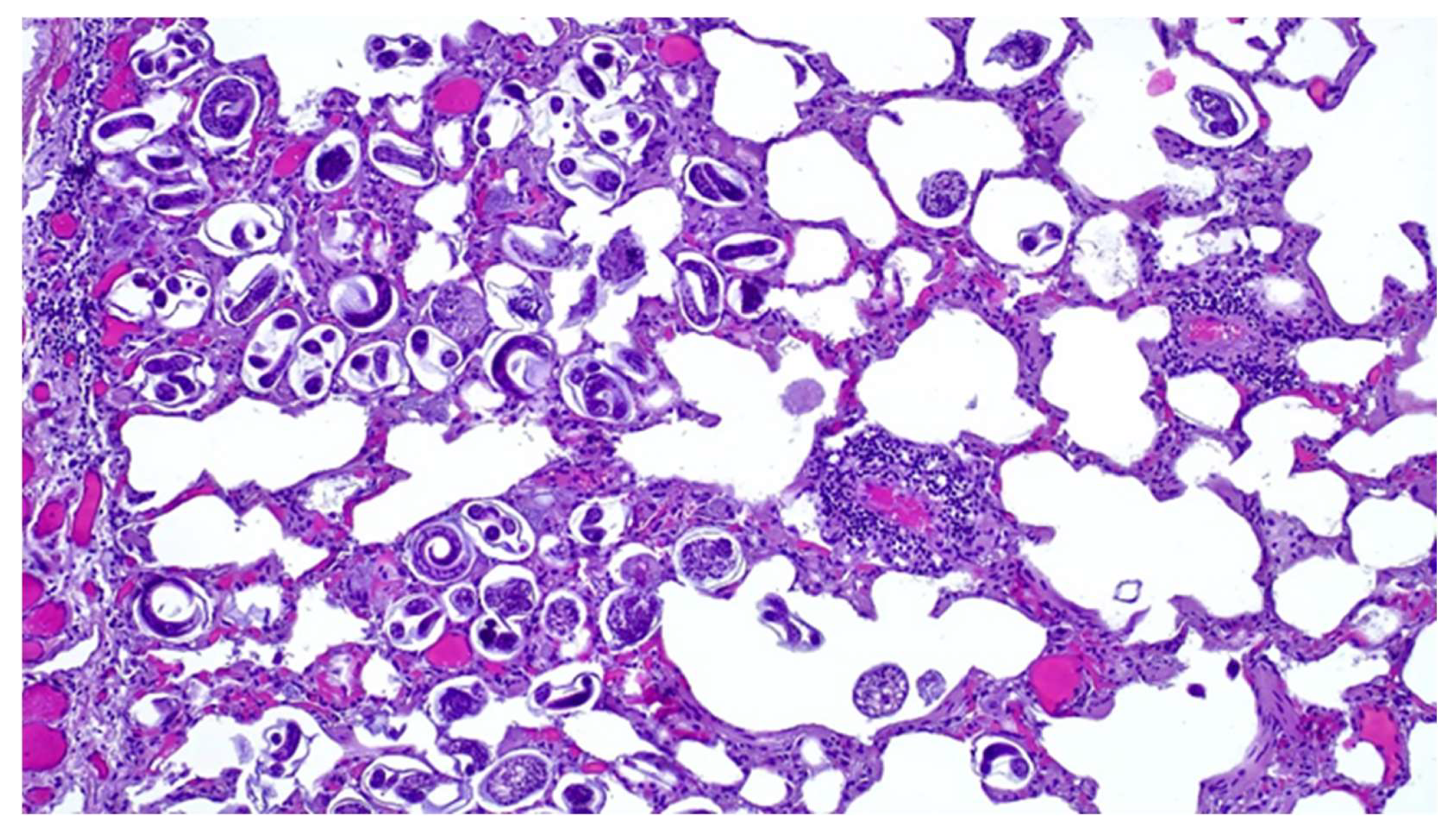 Animals 14 00566 g003