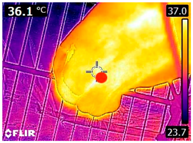 Animals 14 00583 i003