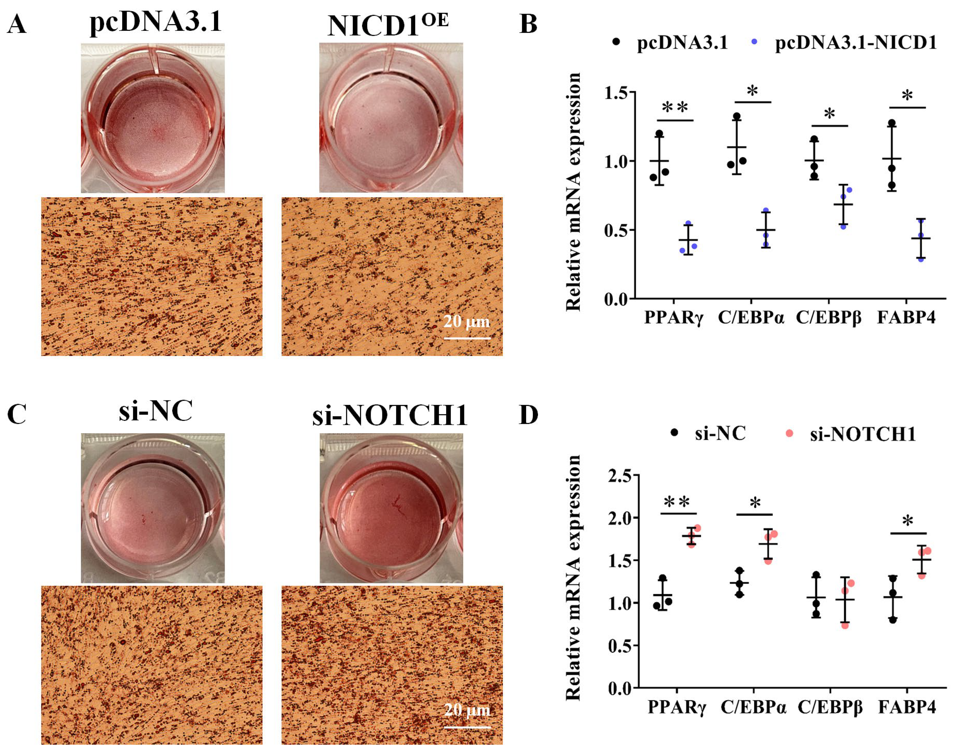 Animals 14 00585 g004