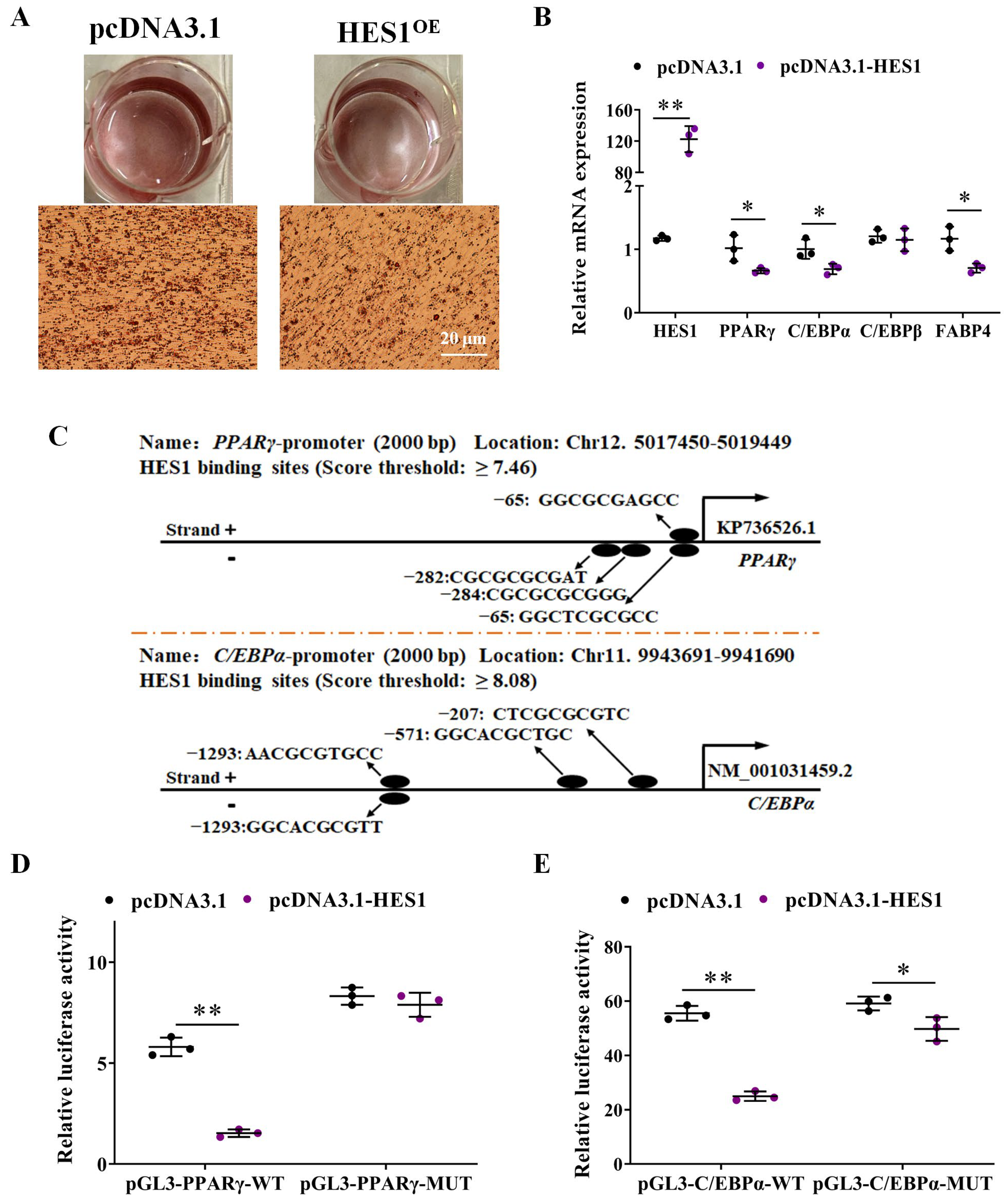 Animals 14 00585 g006