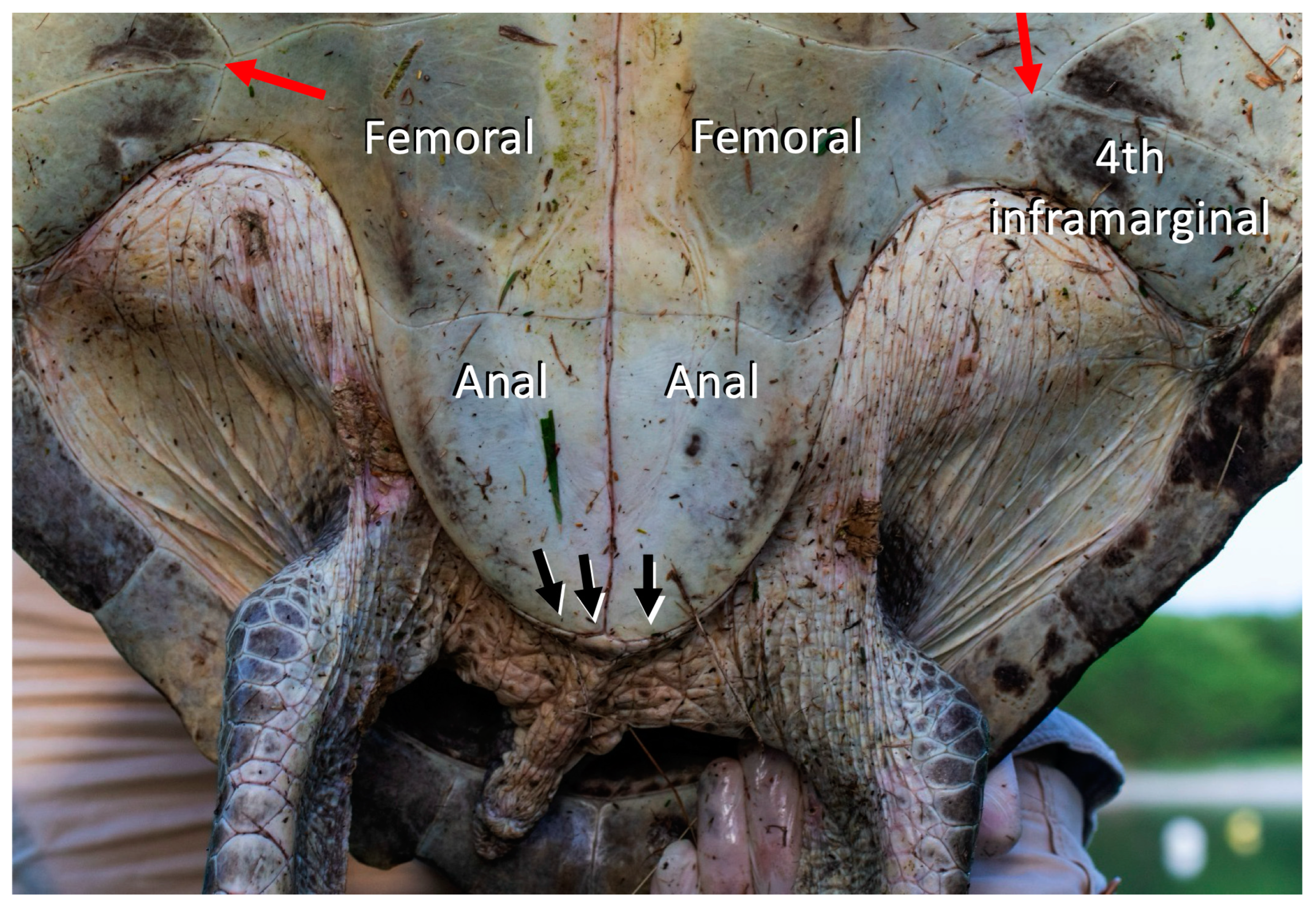 Animals 14 00596 g003 Animals 14 00596 g003