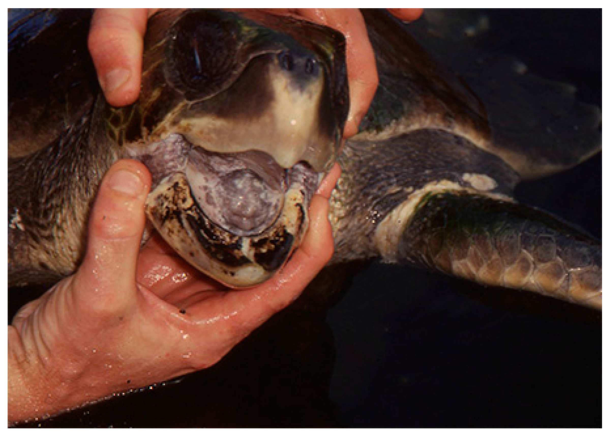 Animals 14 00596 g004 Animals 14 00596 g004