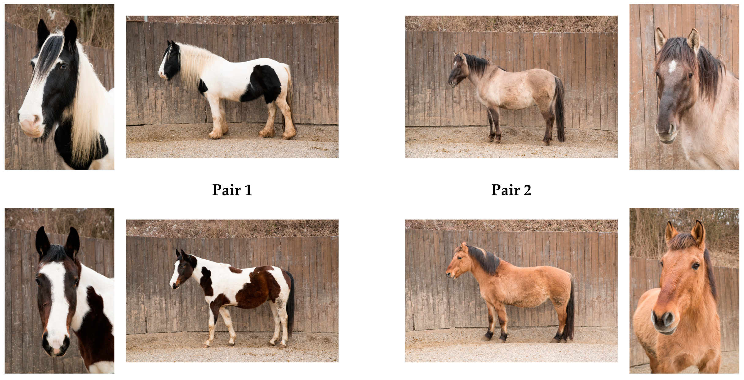 Animals 14 00604 g001