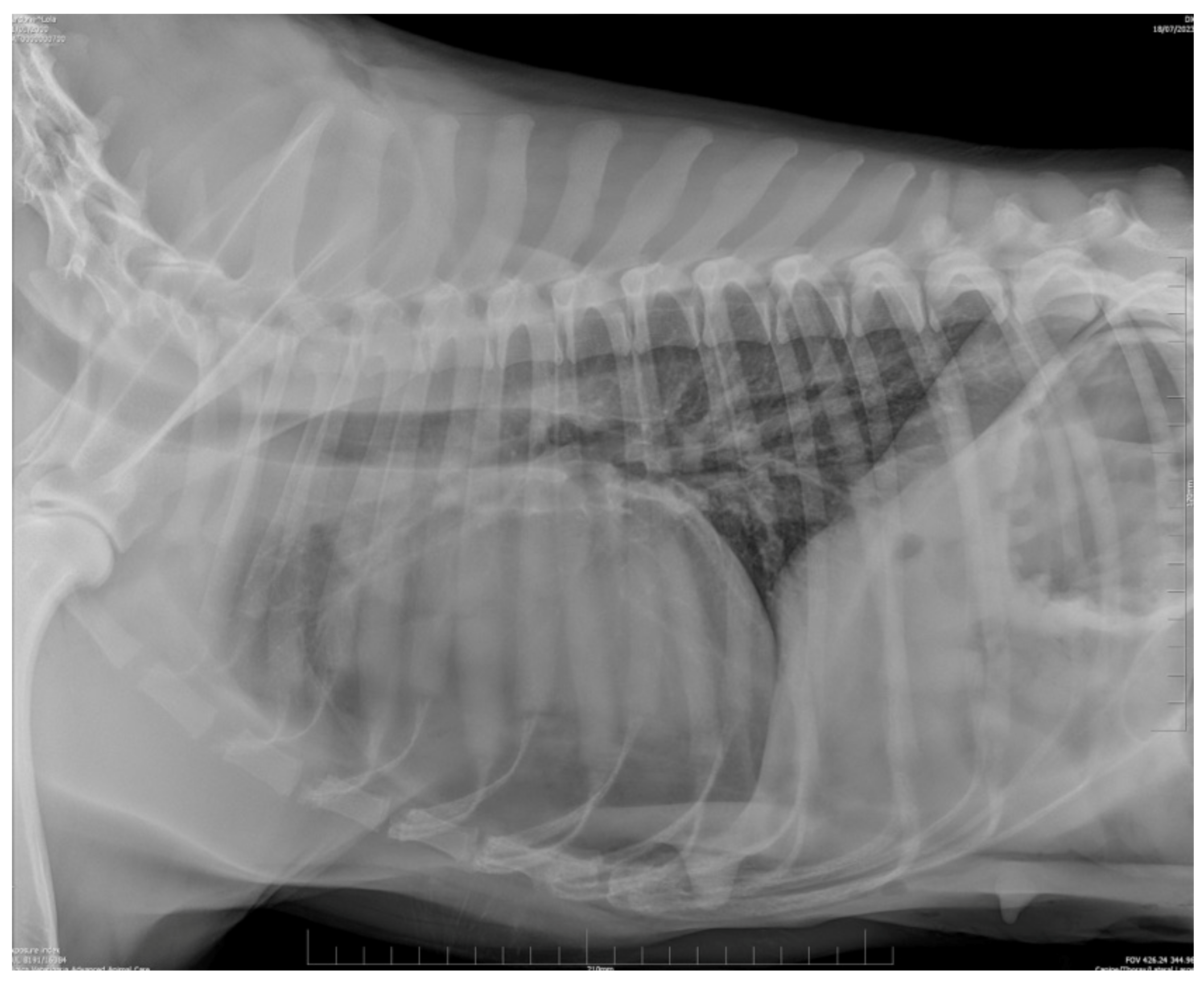 Animals 14 00633 g002