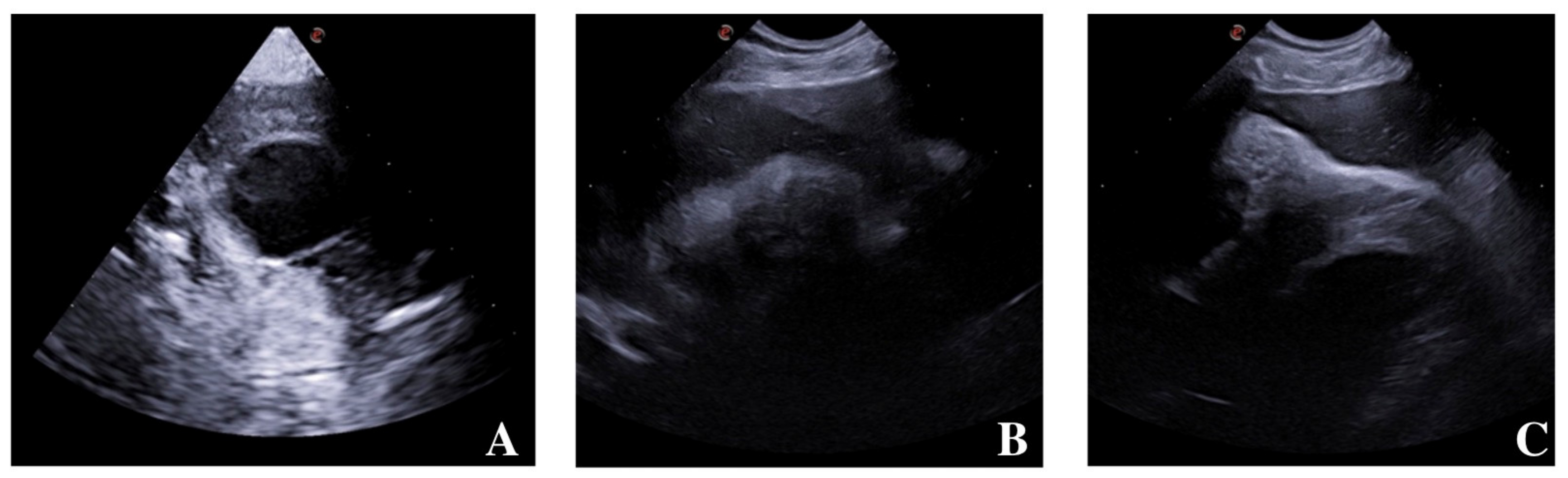 Animals 14 00633 g003