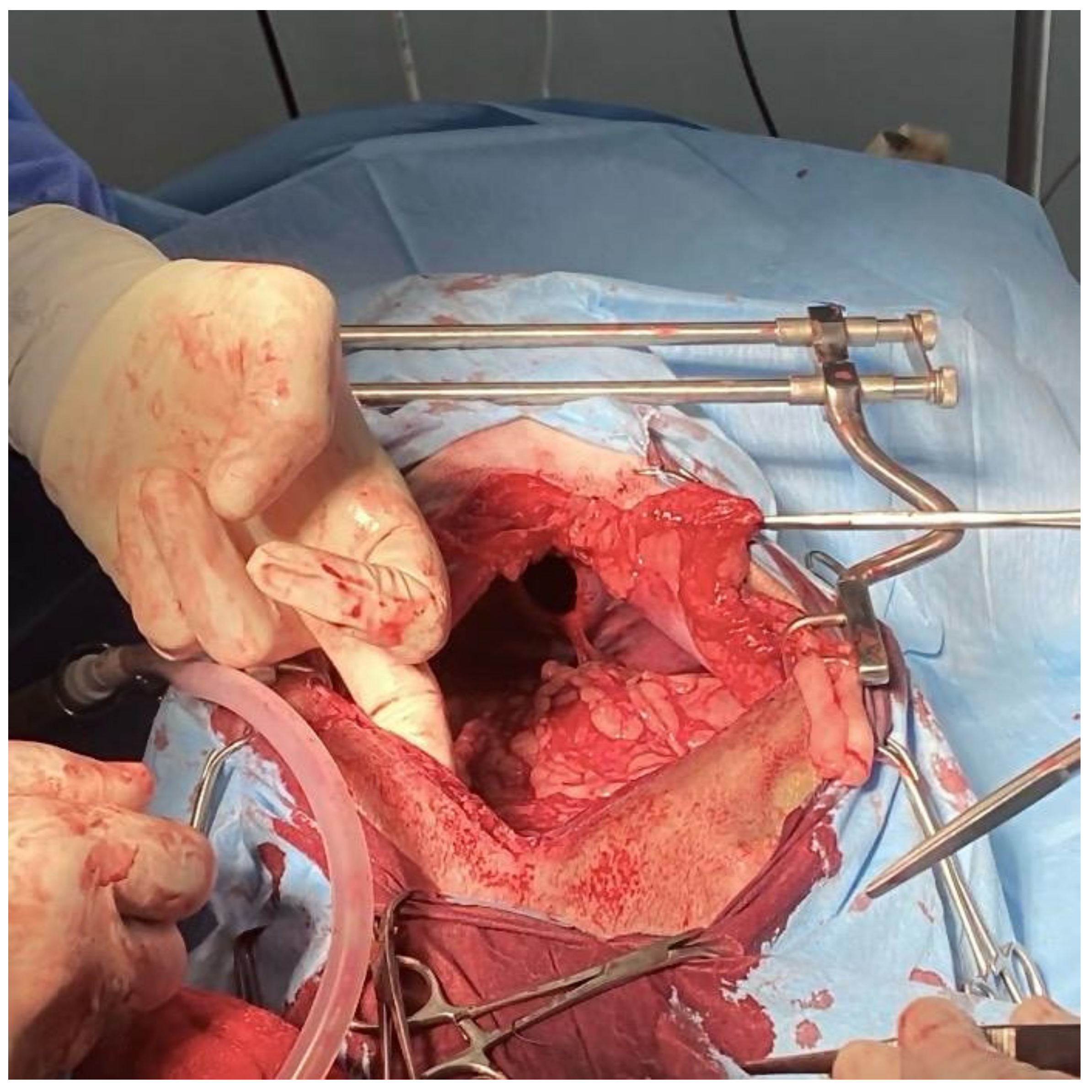 Animals 14 00633 g005