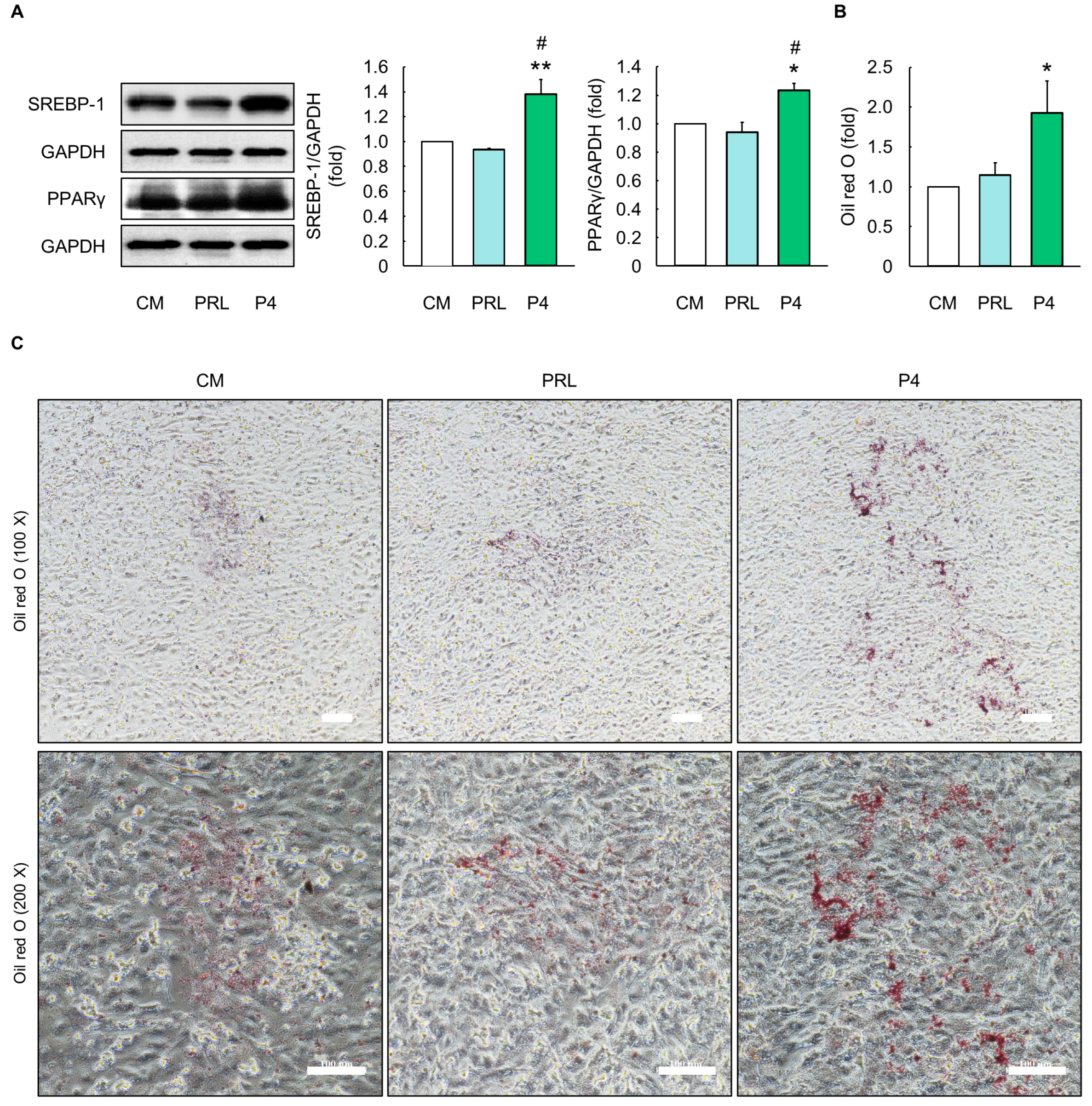 Animals 14 00642 g004