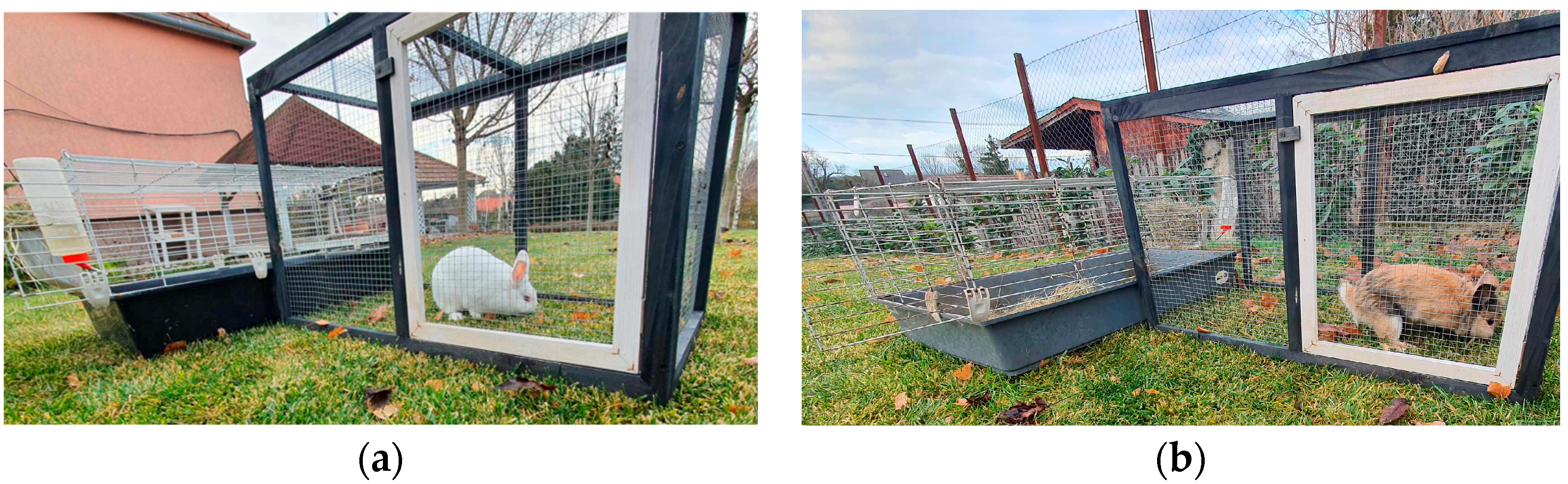 Animals 14 00664 g002