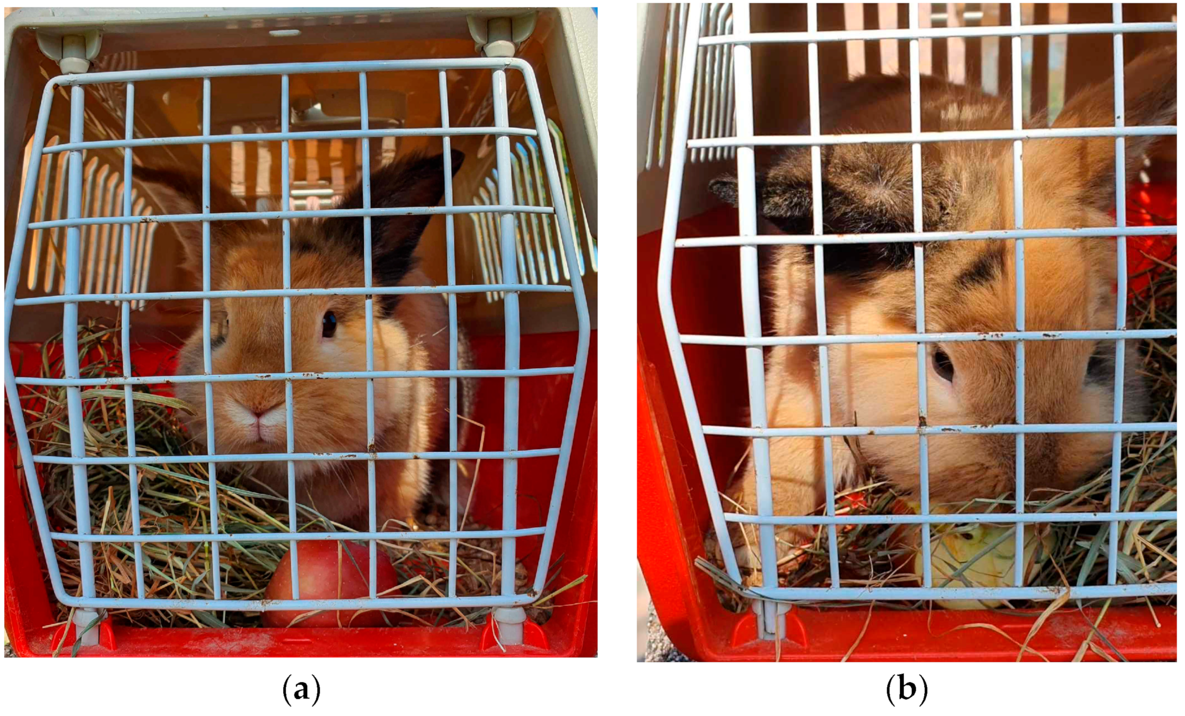 Animals 14 00664 g006