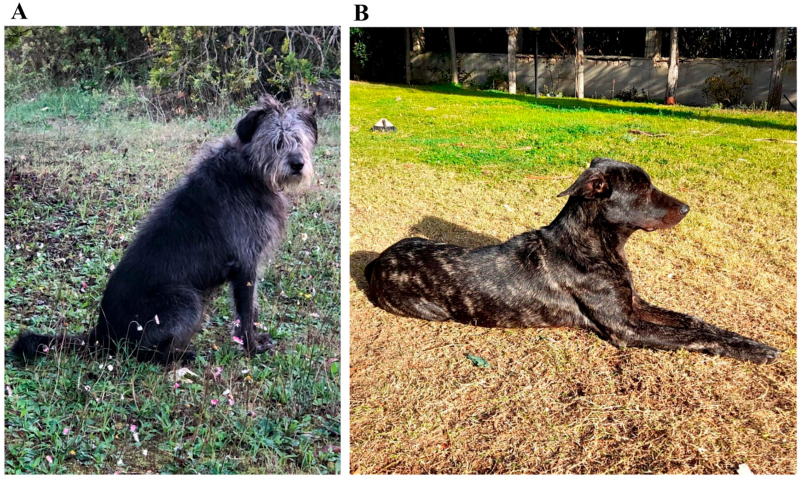 Animals 14 00678 g001