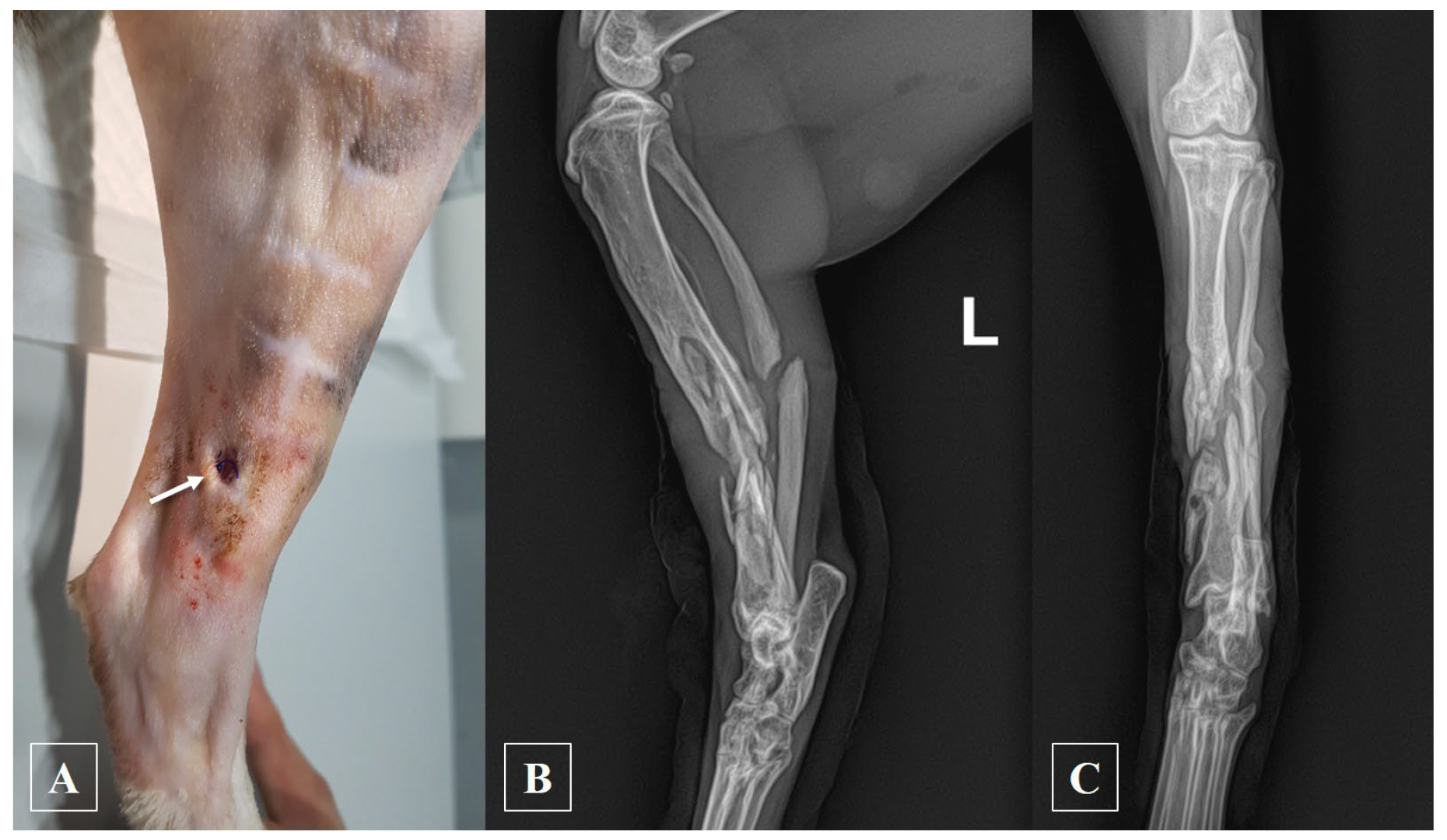 Animals 14 00690 g001