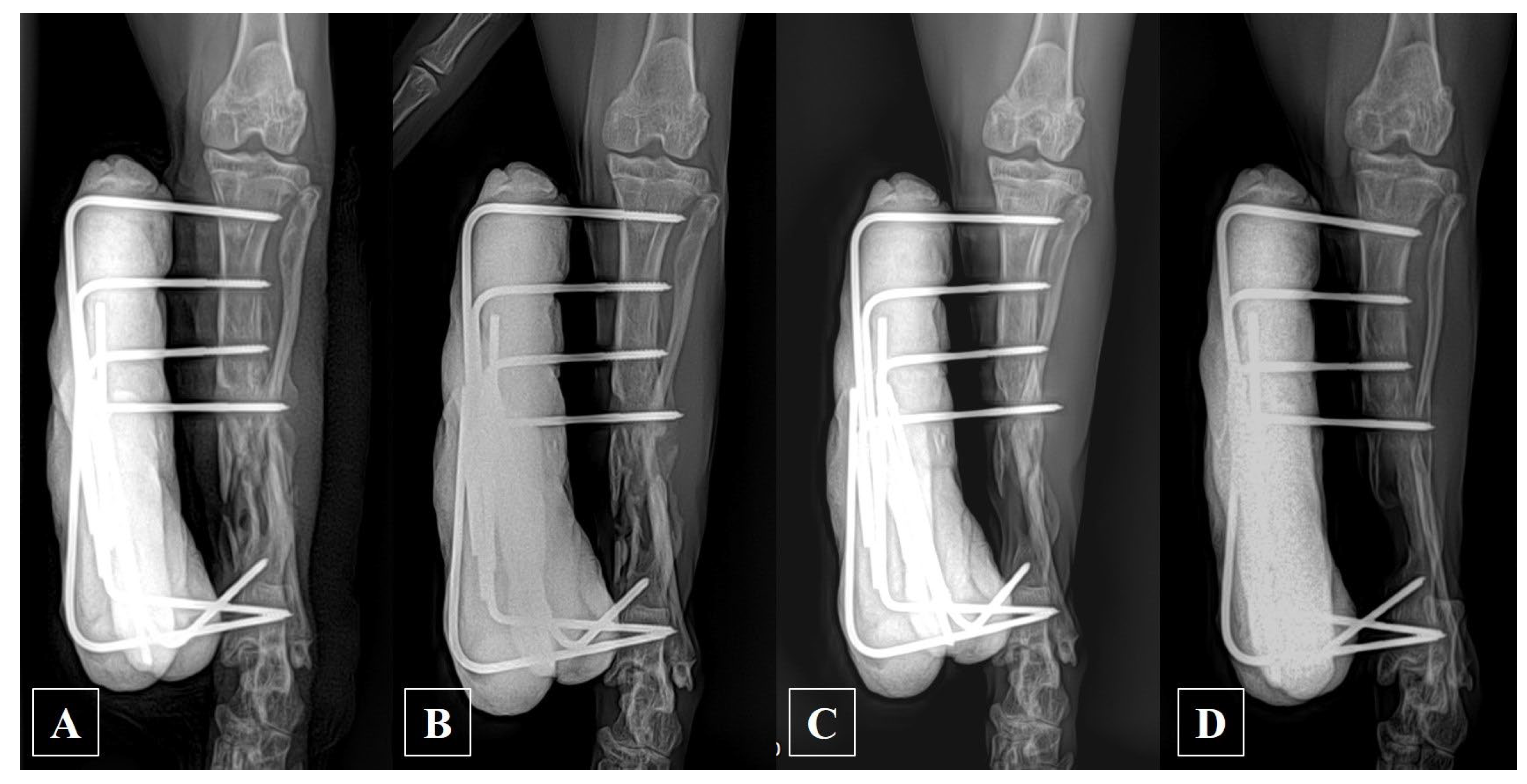 Animals 14 00690 g002