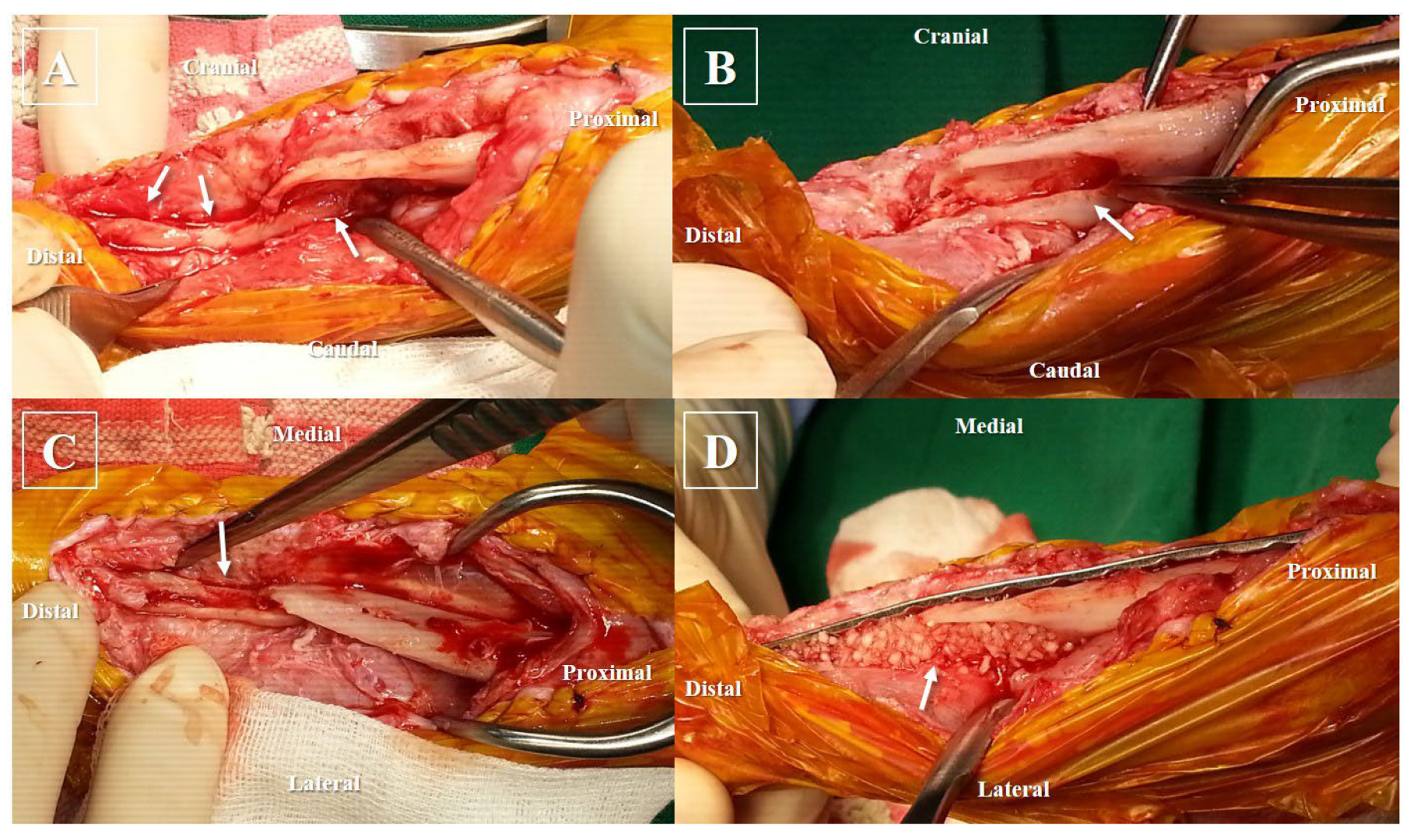 Animals 14 00690 g003