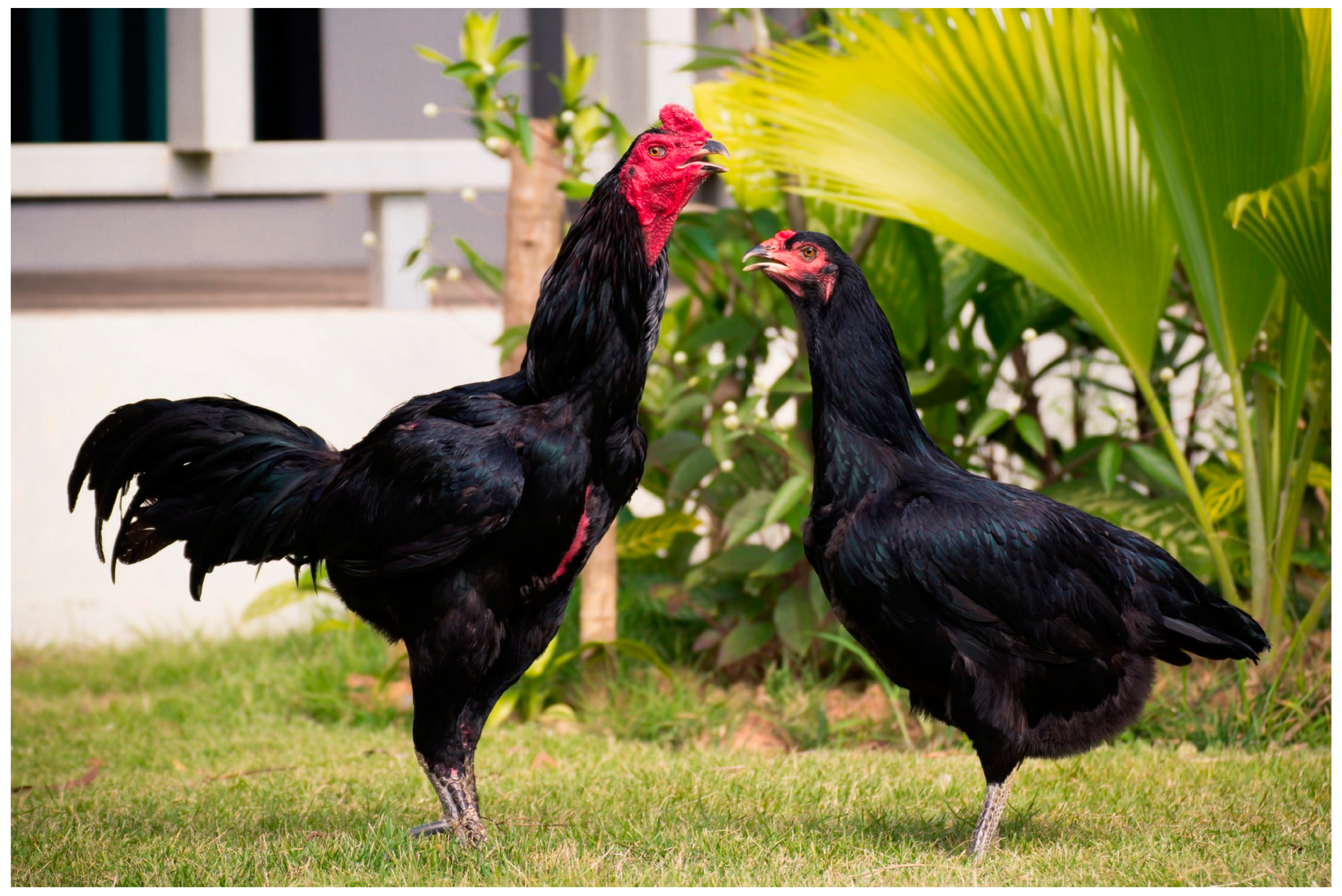 Animals 14 00694 g001