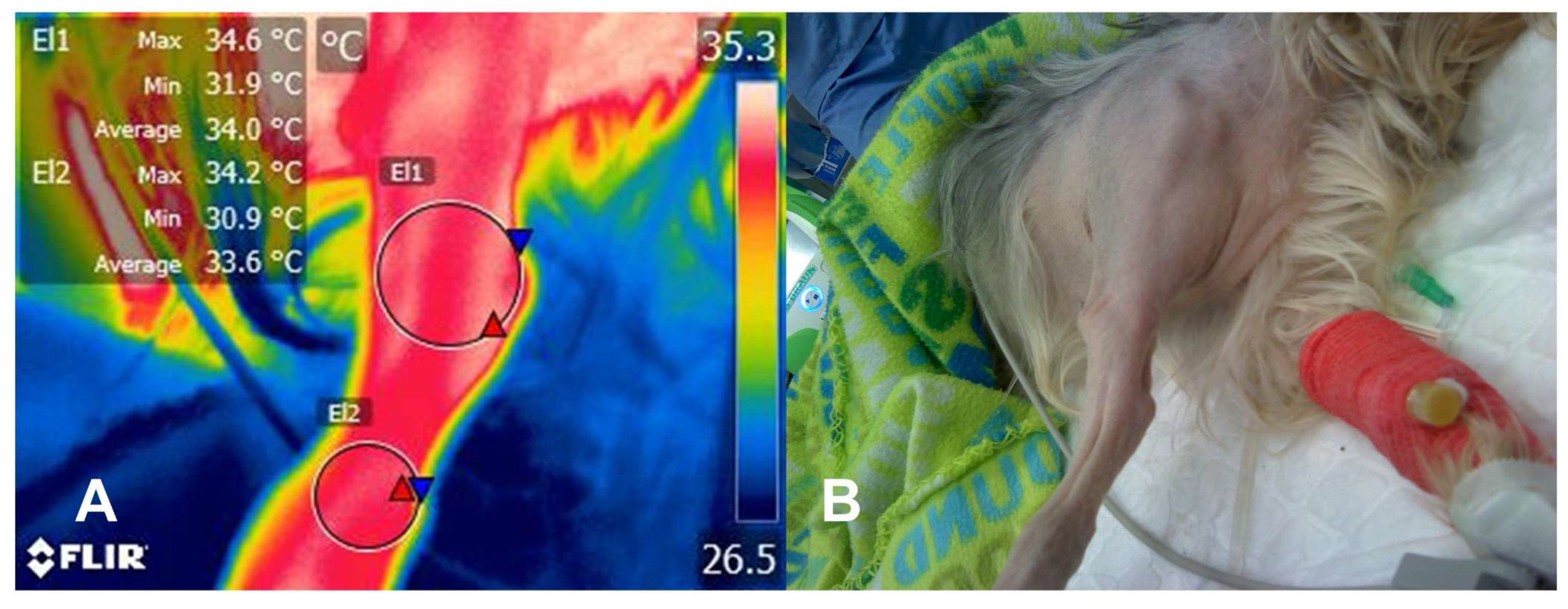 Animals 14 00696 g001