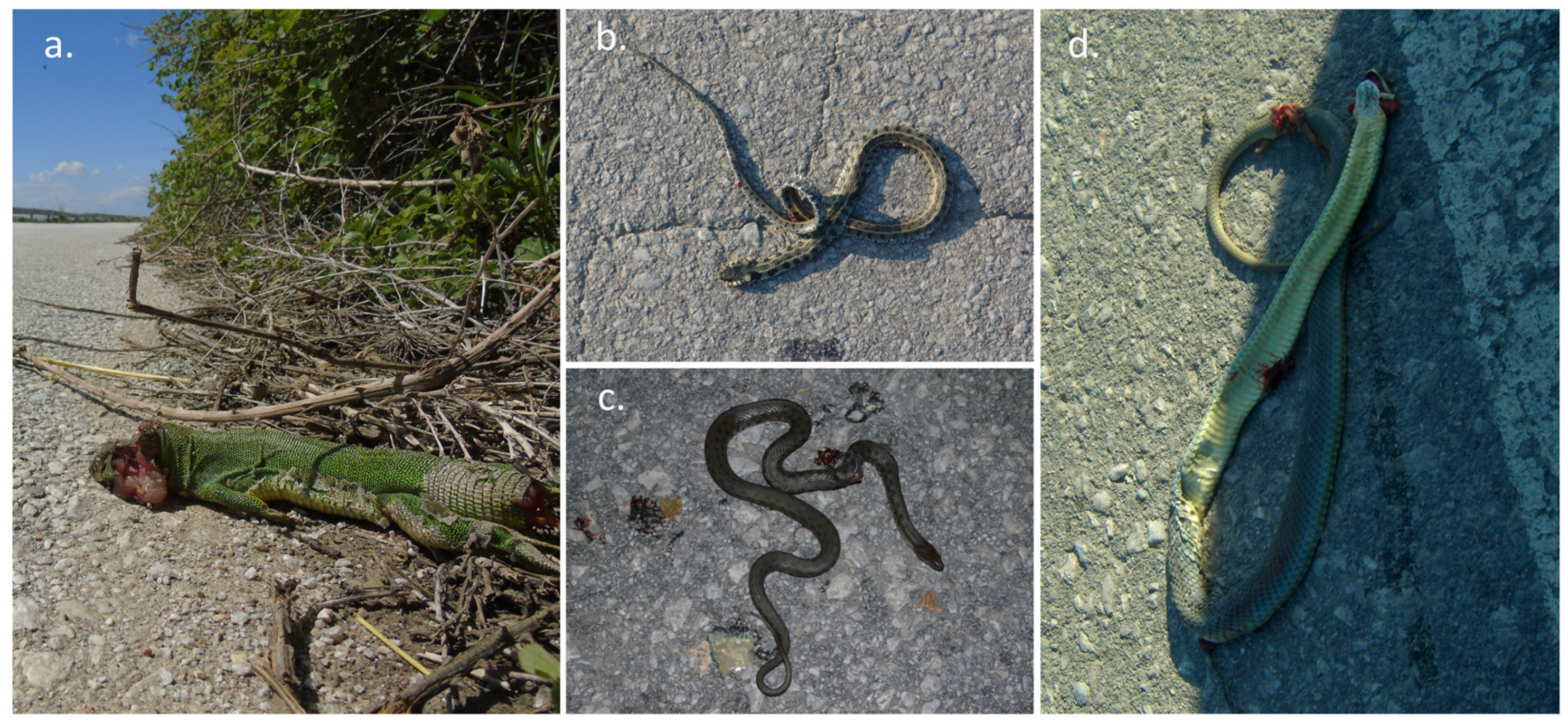 Animals 14 00708 g002