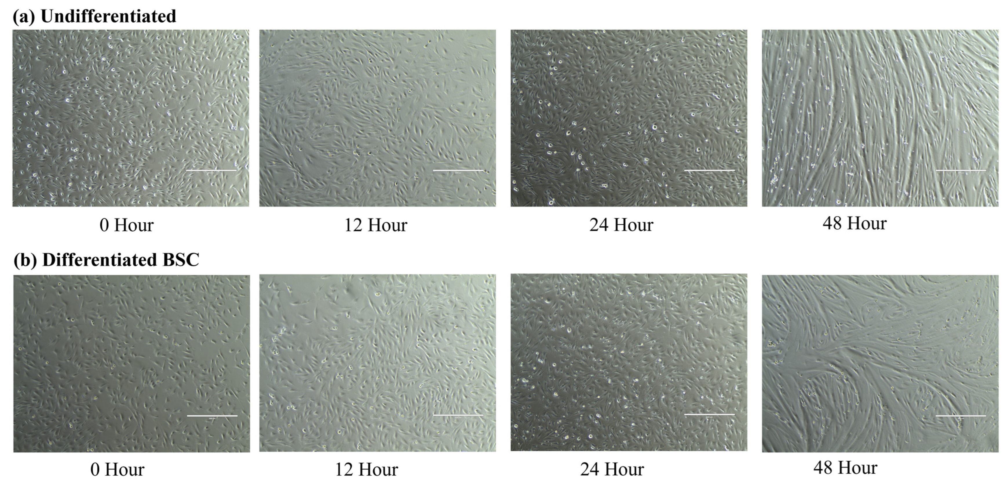 Animals 14 00709 g001