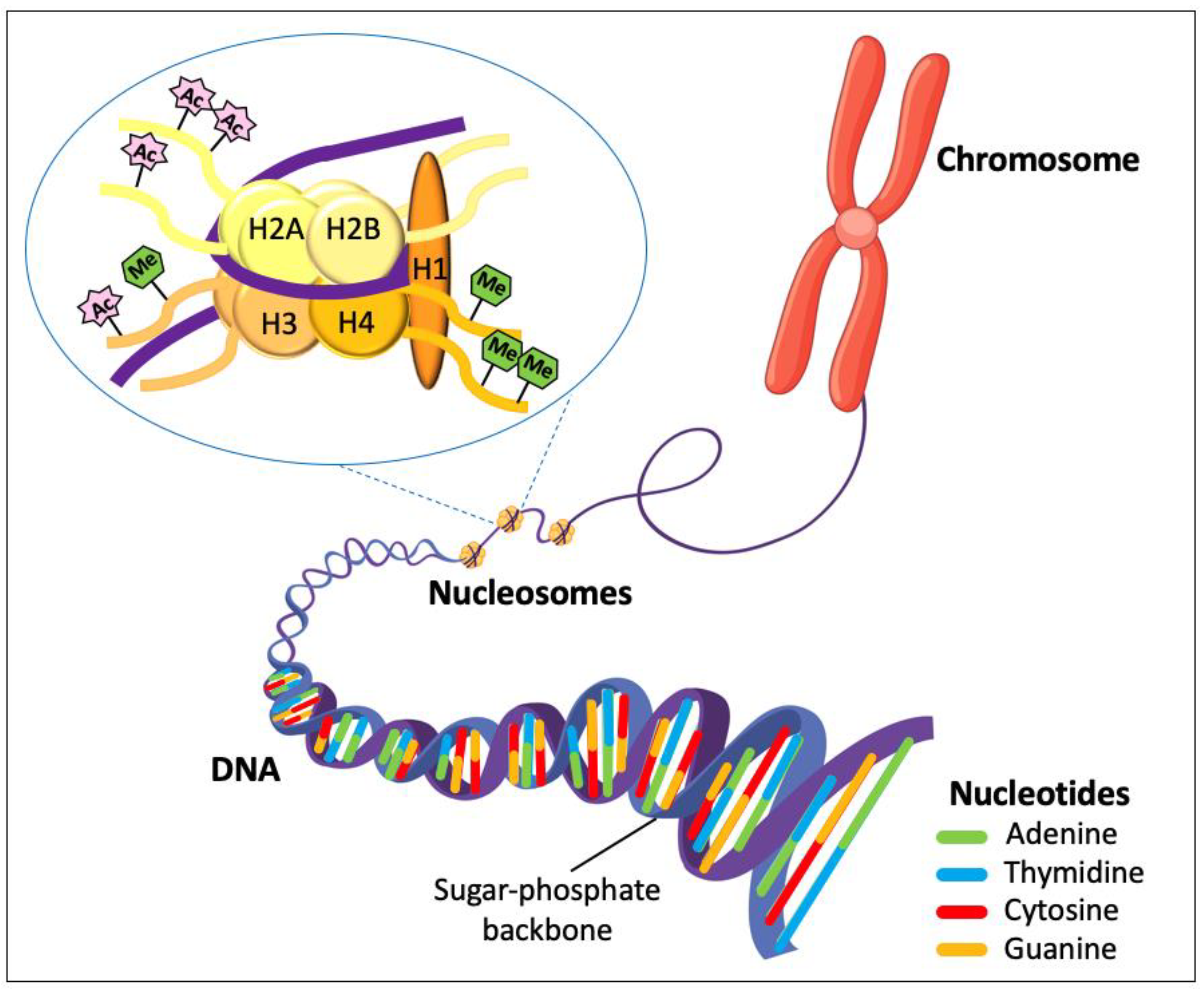 Animals 14 00769 g001
