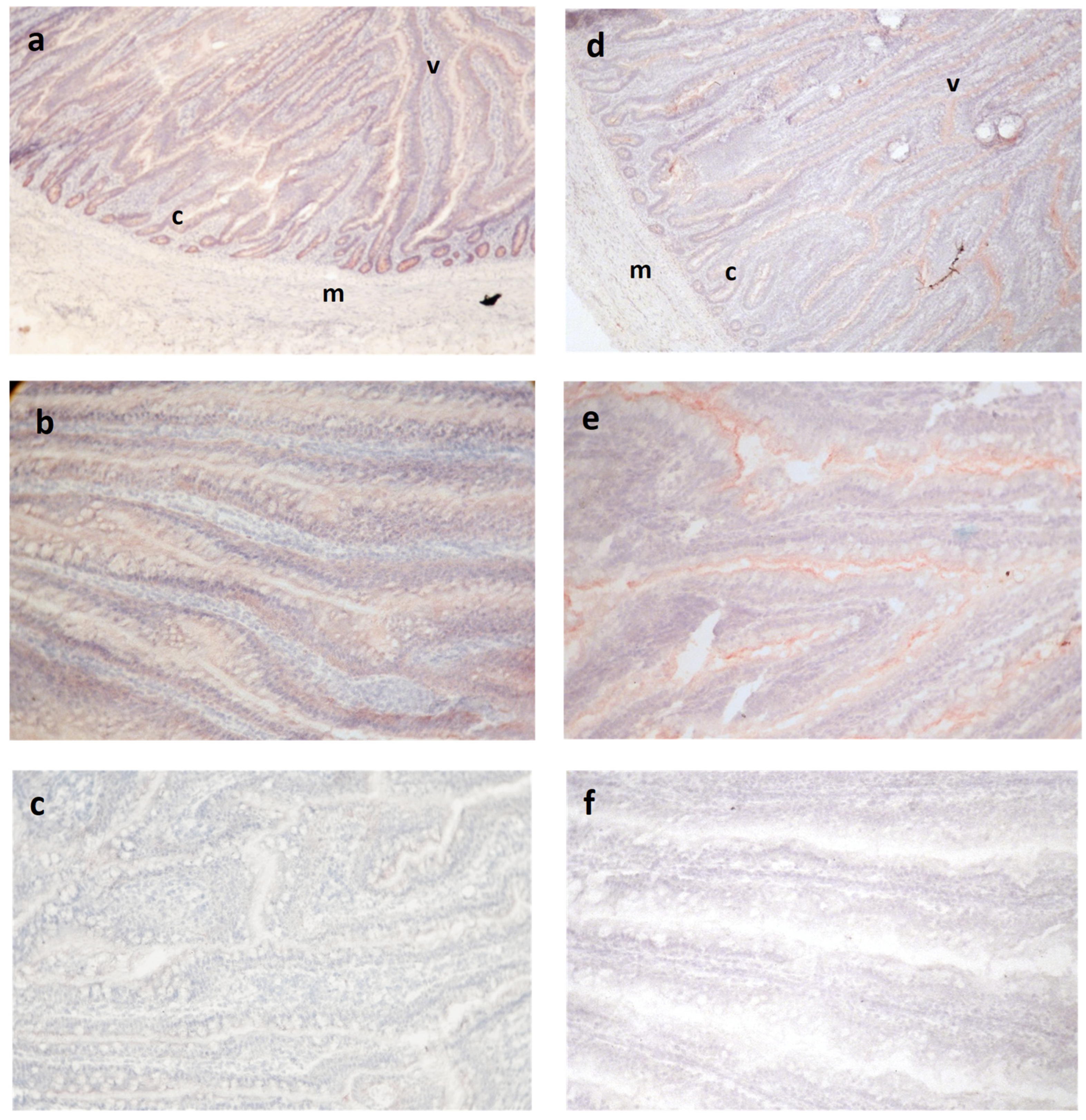 Animals 14 00777 g001