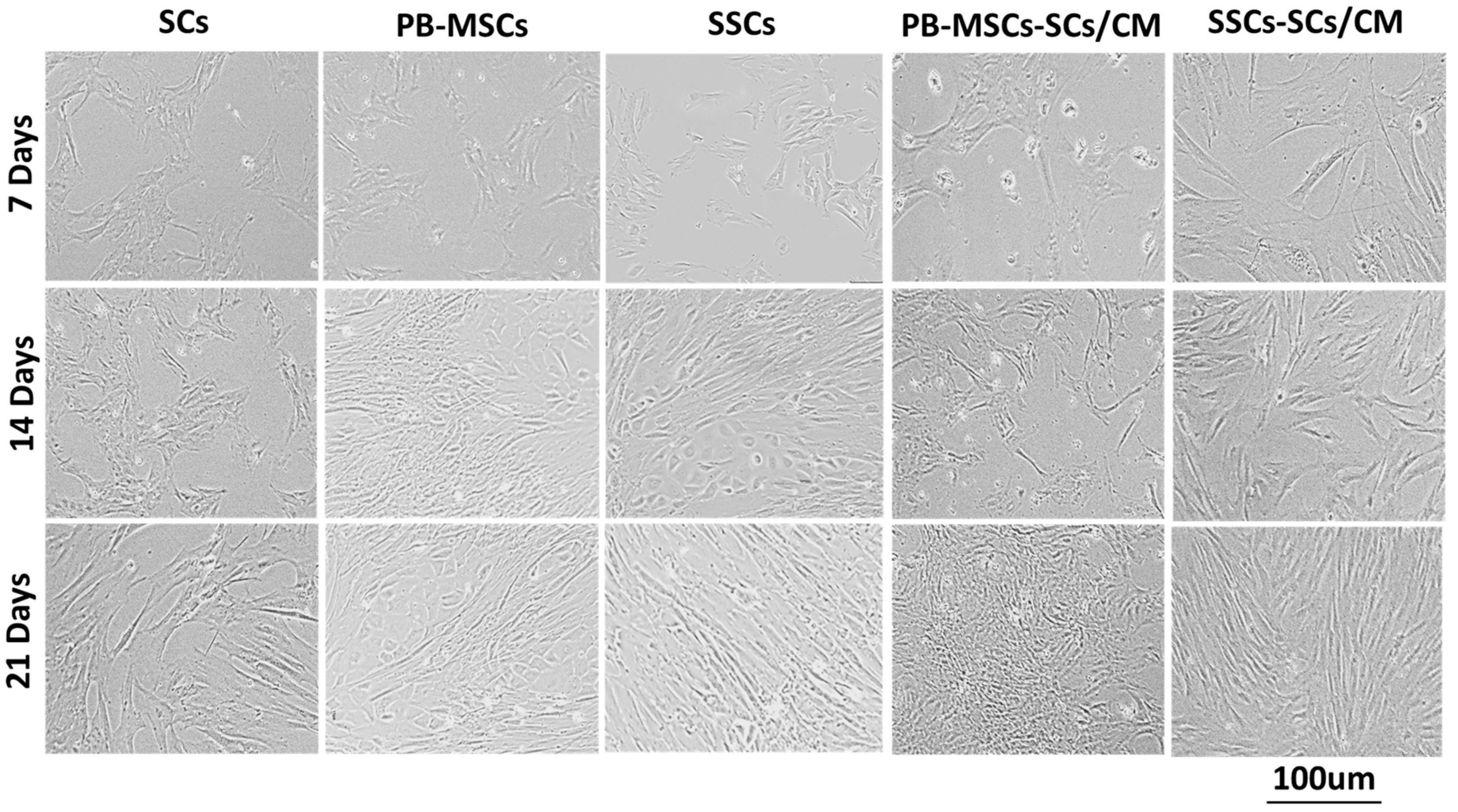 Animals 14 00803 g003