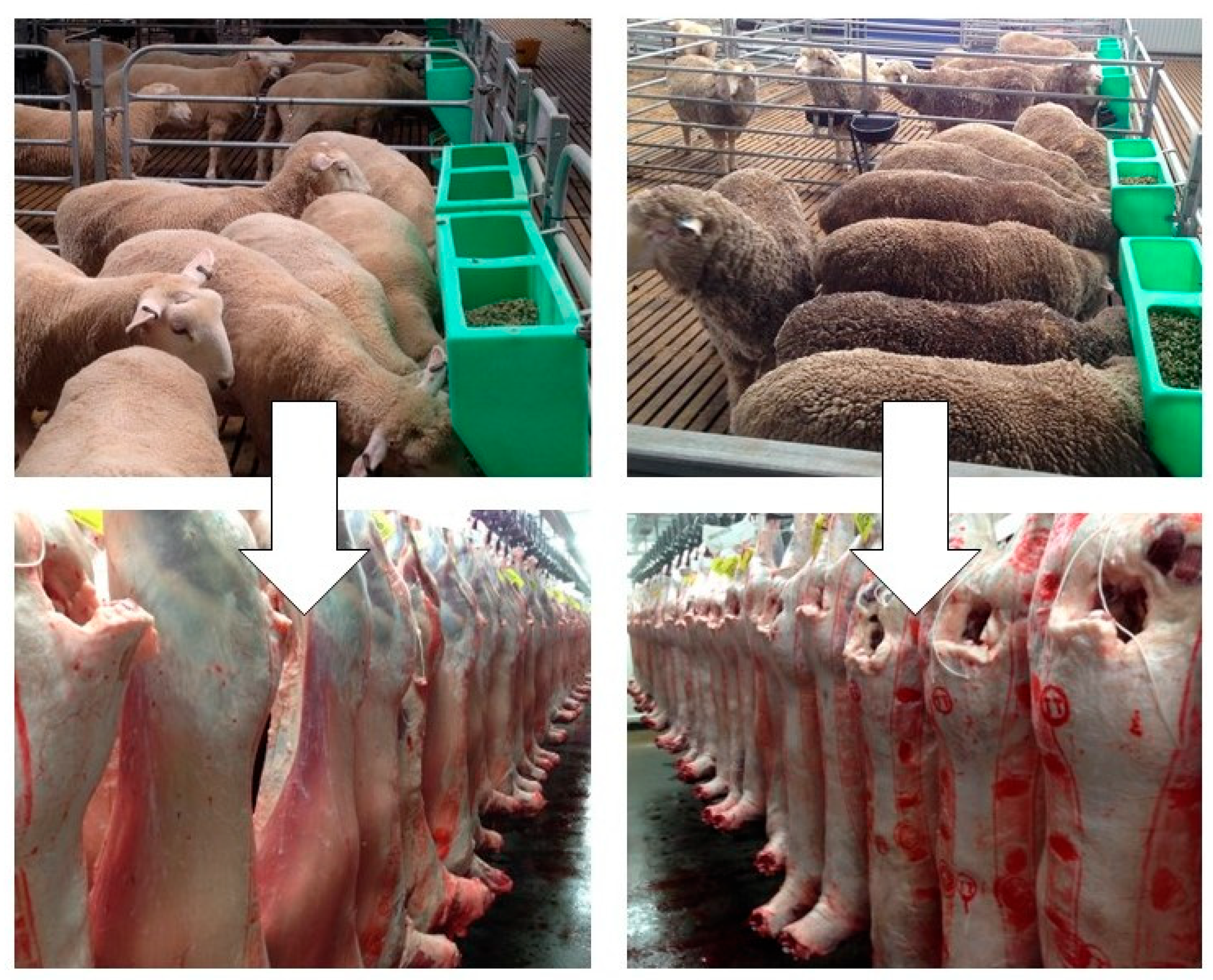 Animals 14 00840 g002