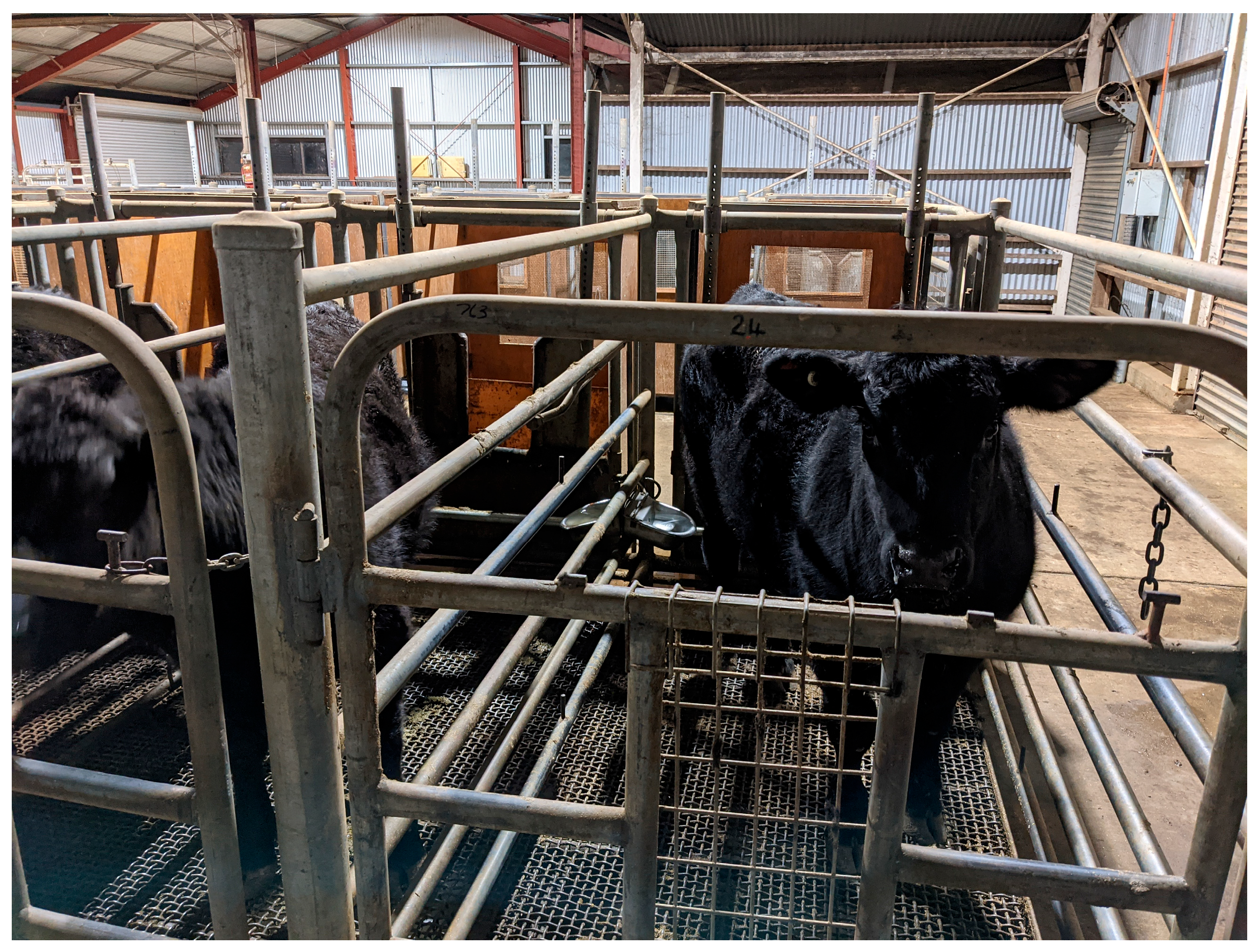 Animals 14 00840 g006