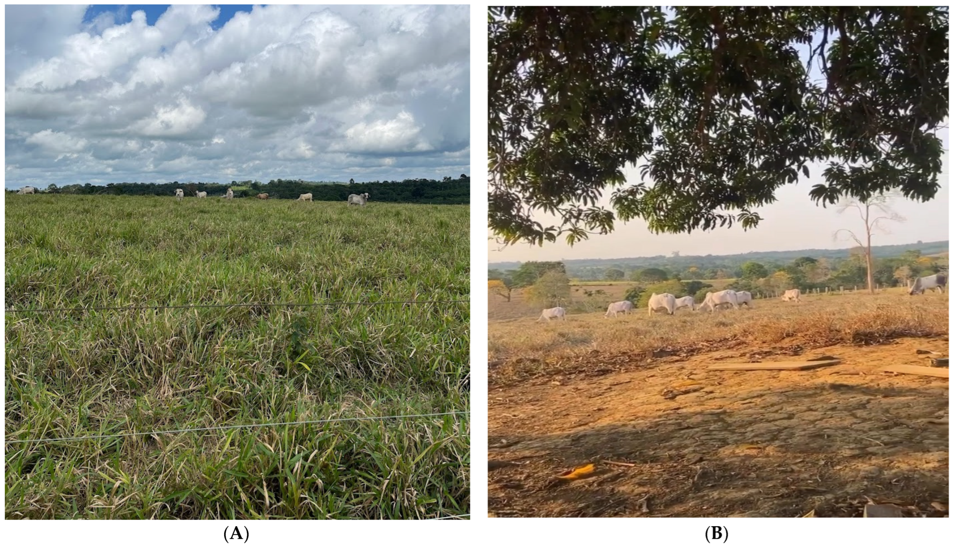 Animals 14 00855 g004a