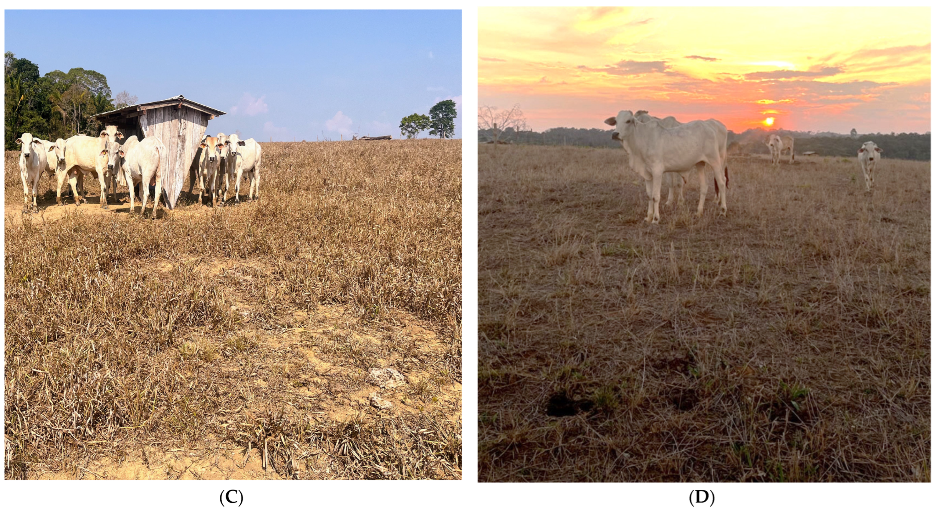 Animals 14 00855 g004b