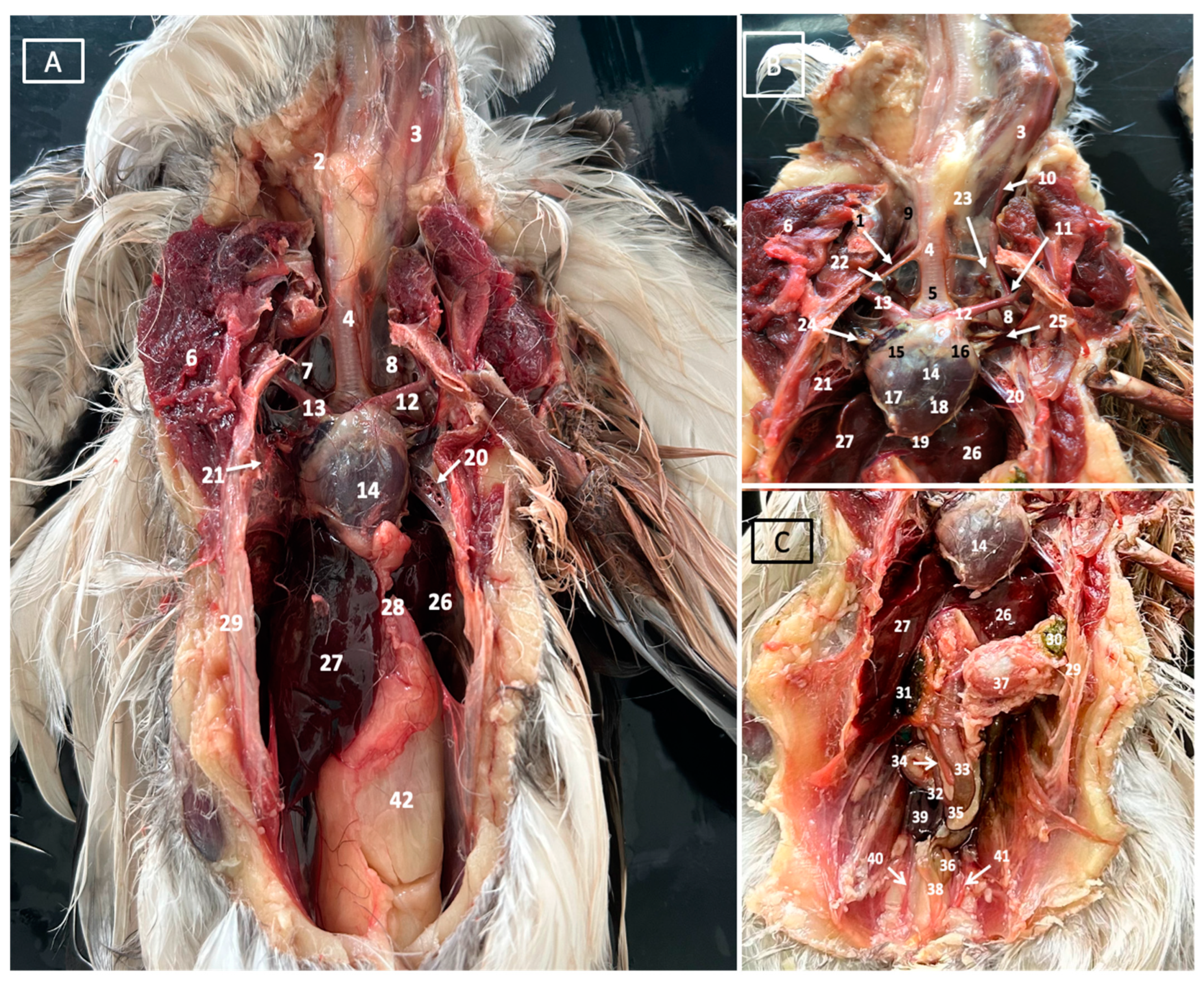 Animals 14 00858 g001