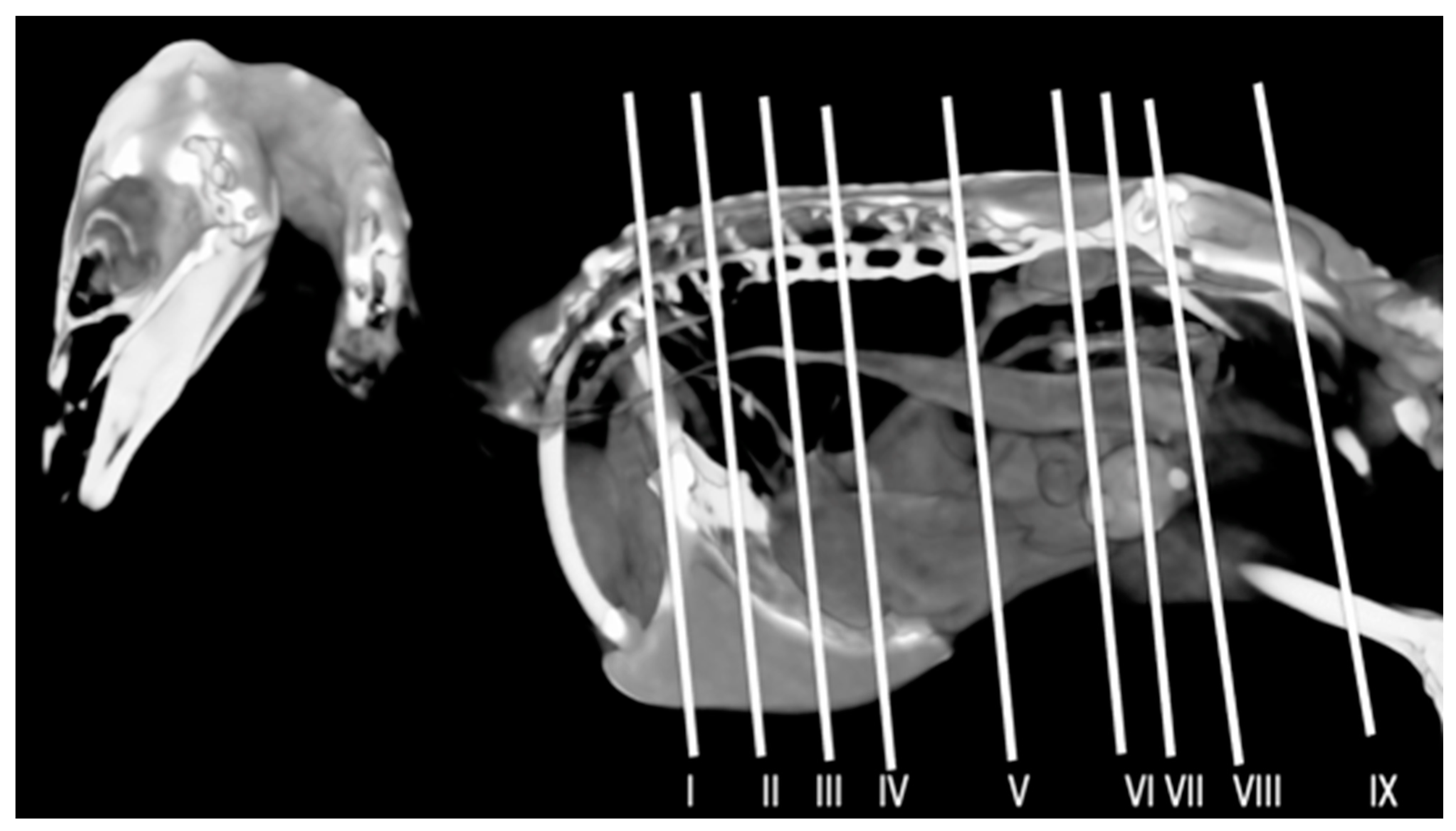 Animals 14 00858 g002