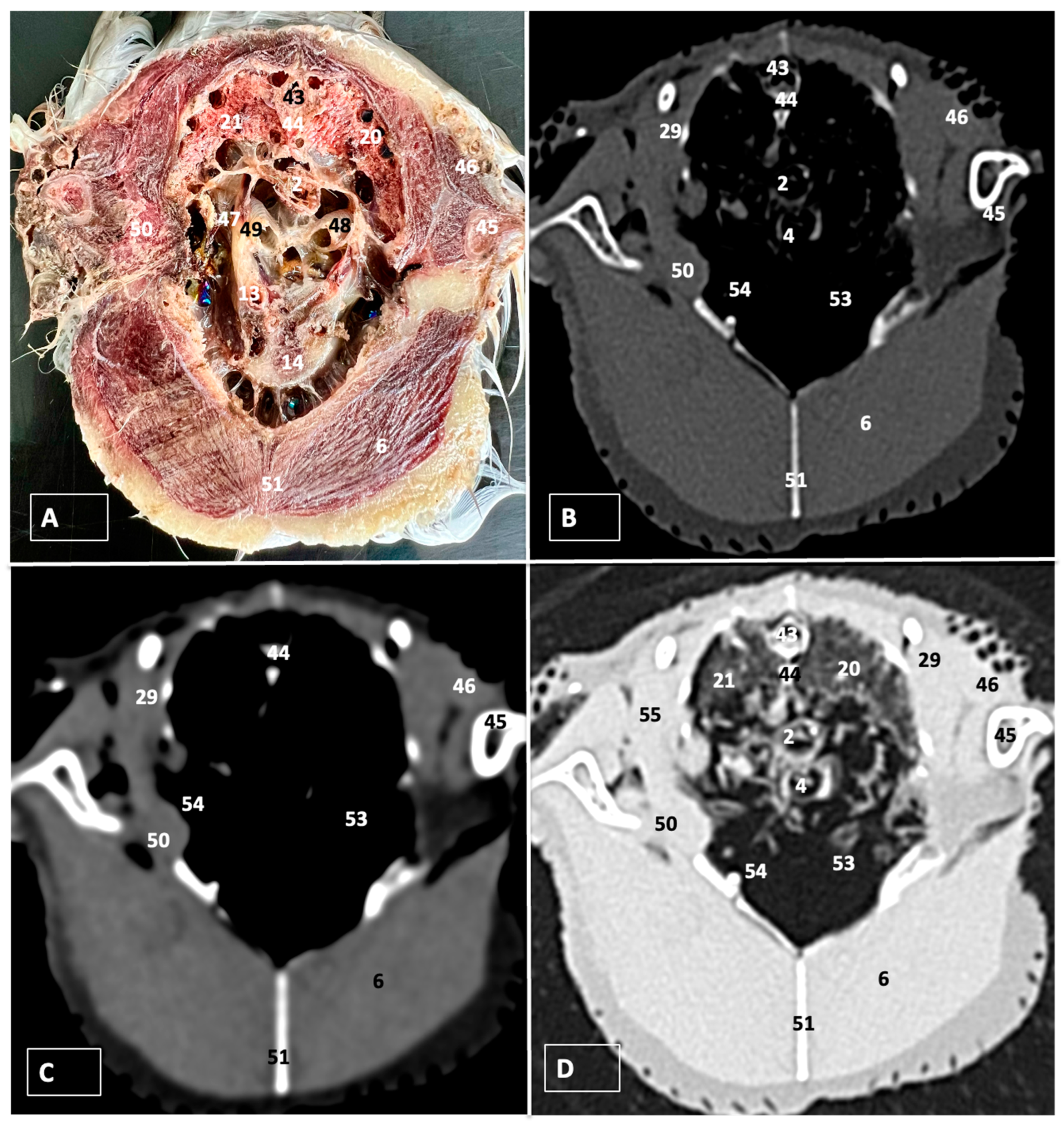 Animals 14 00858 g003