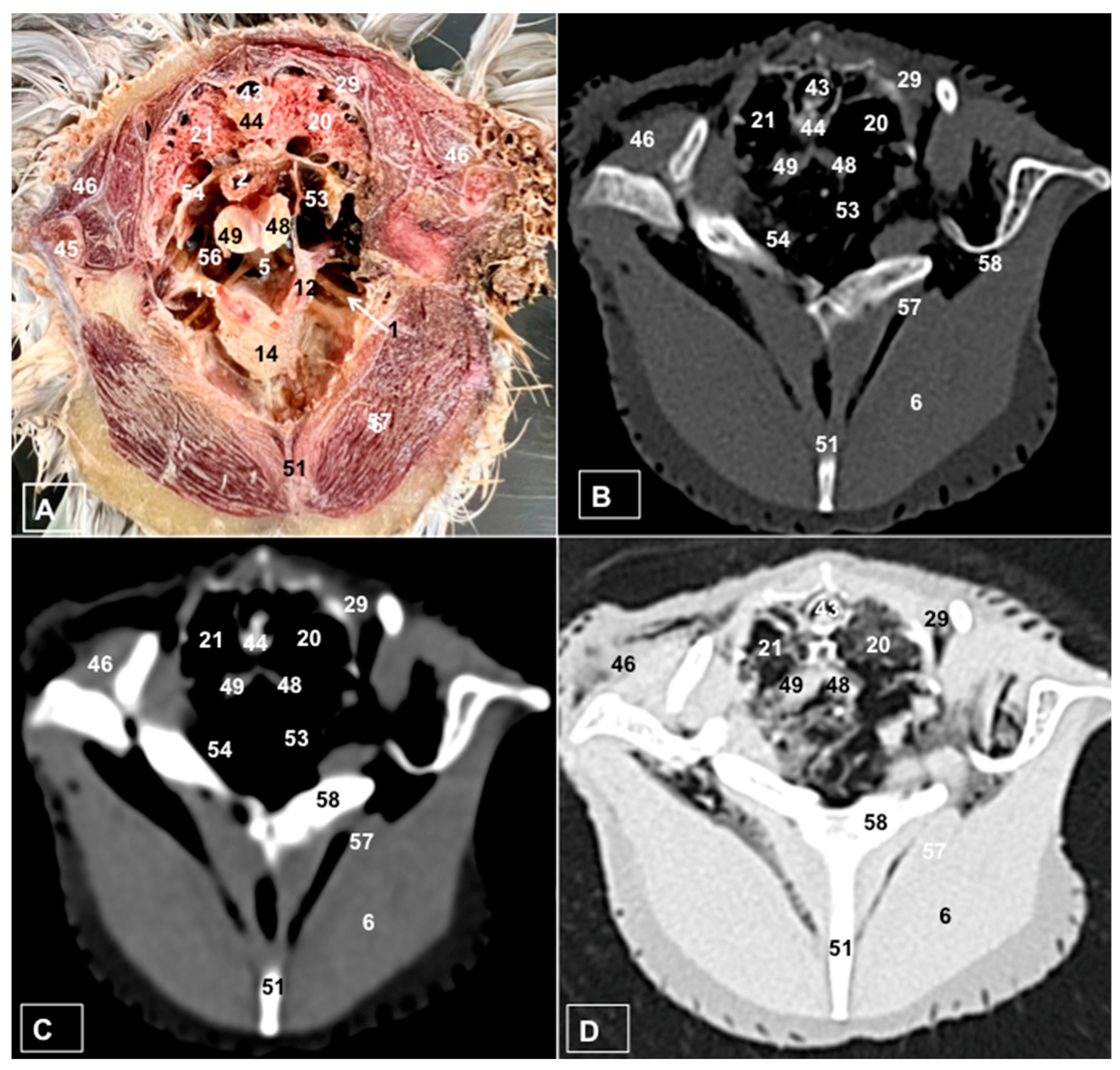 Animals 14 00858 g004