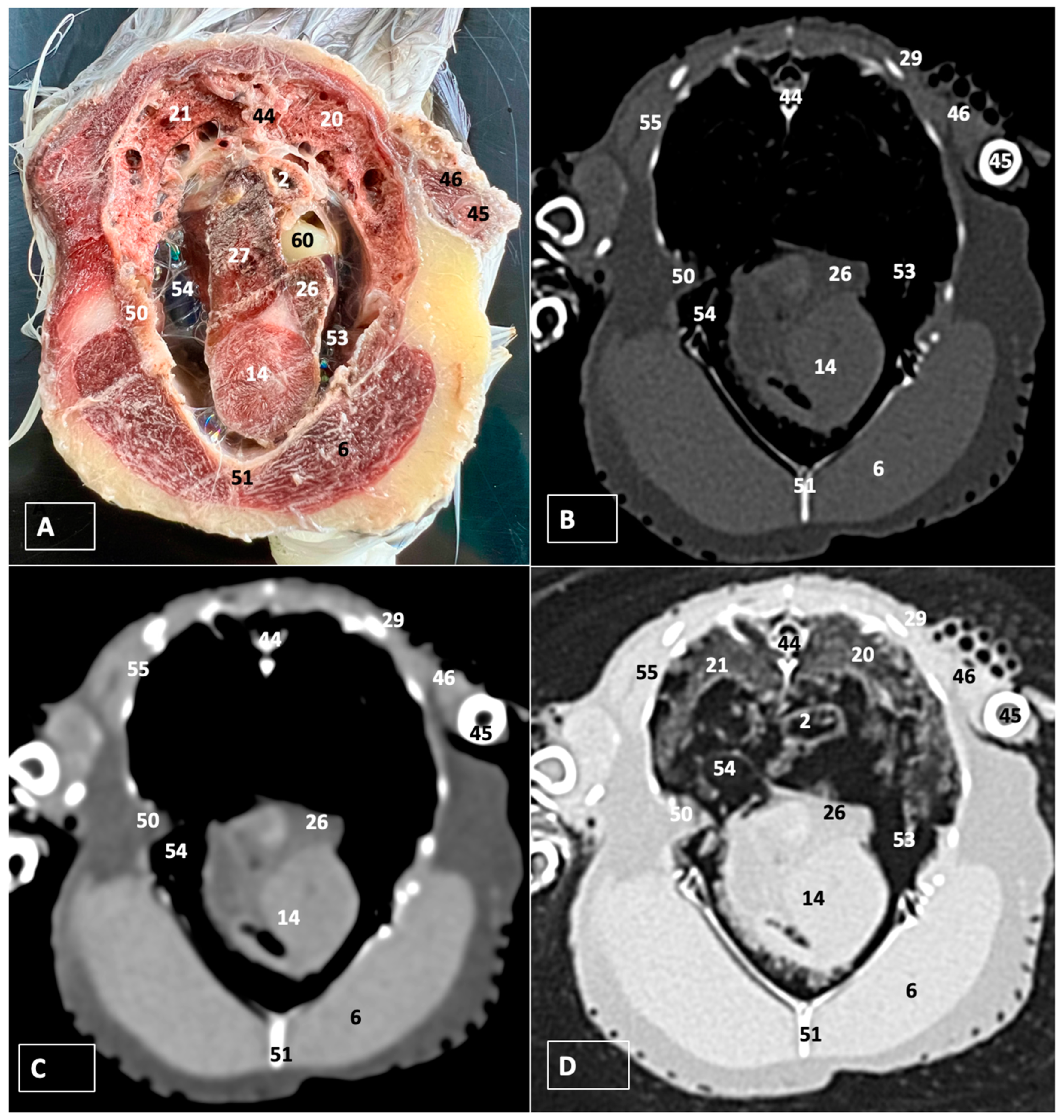 Animals 14 00858 g006