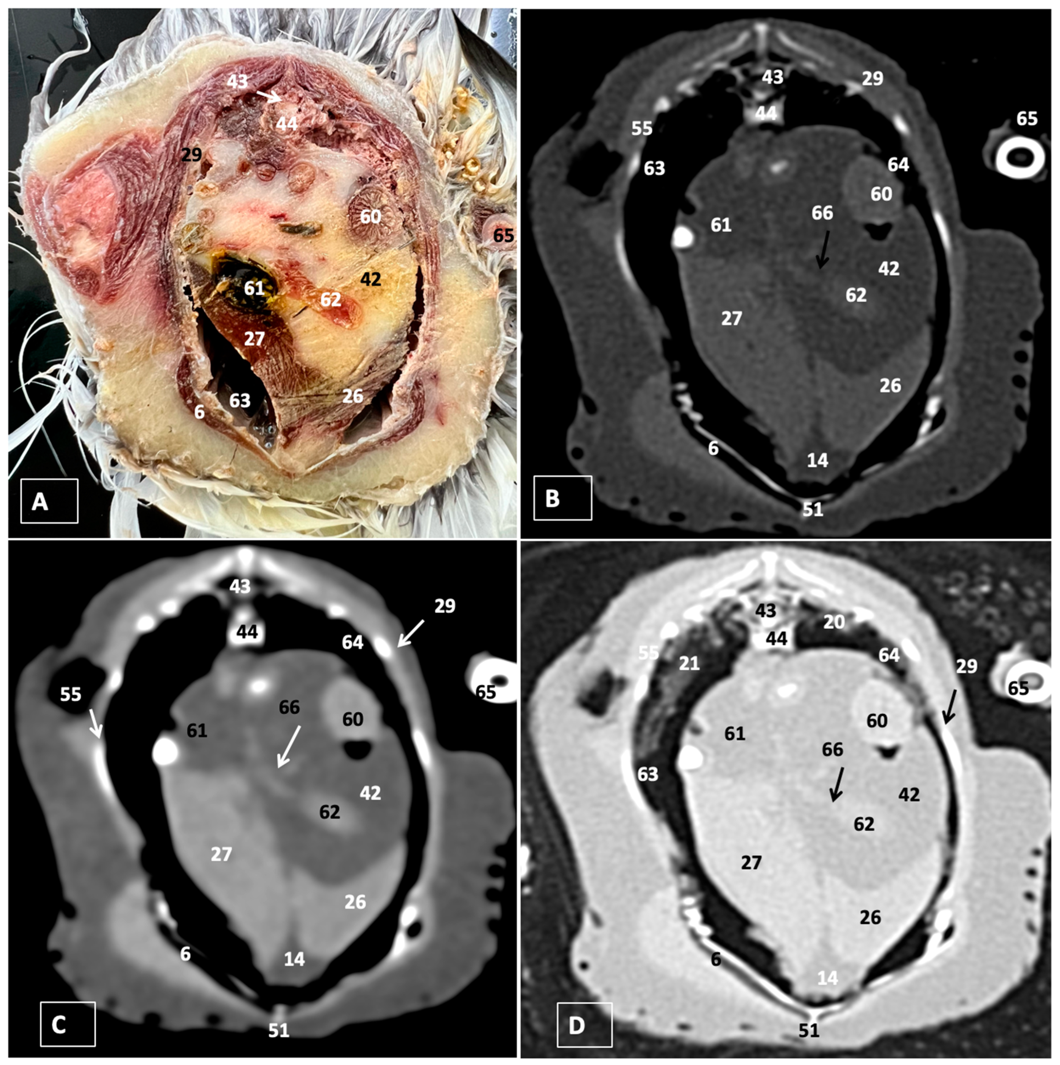 Animals 14 00858 g007