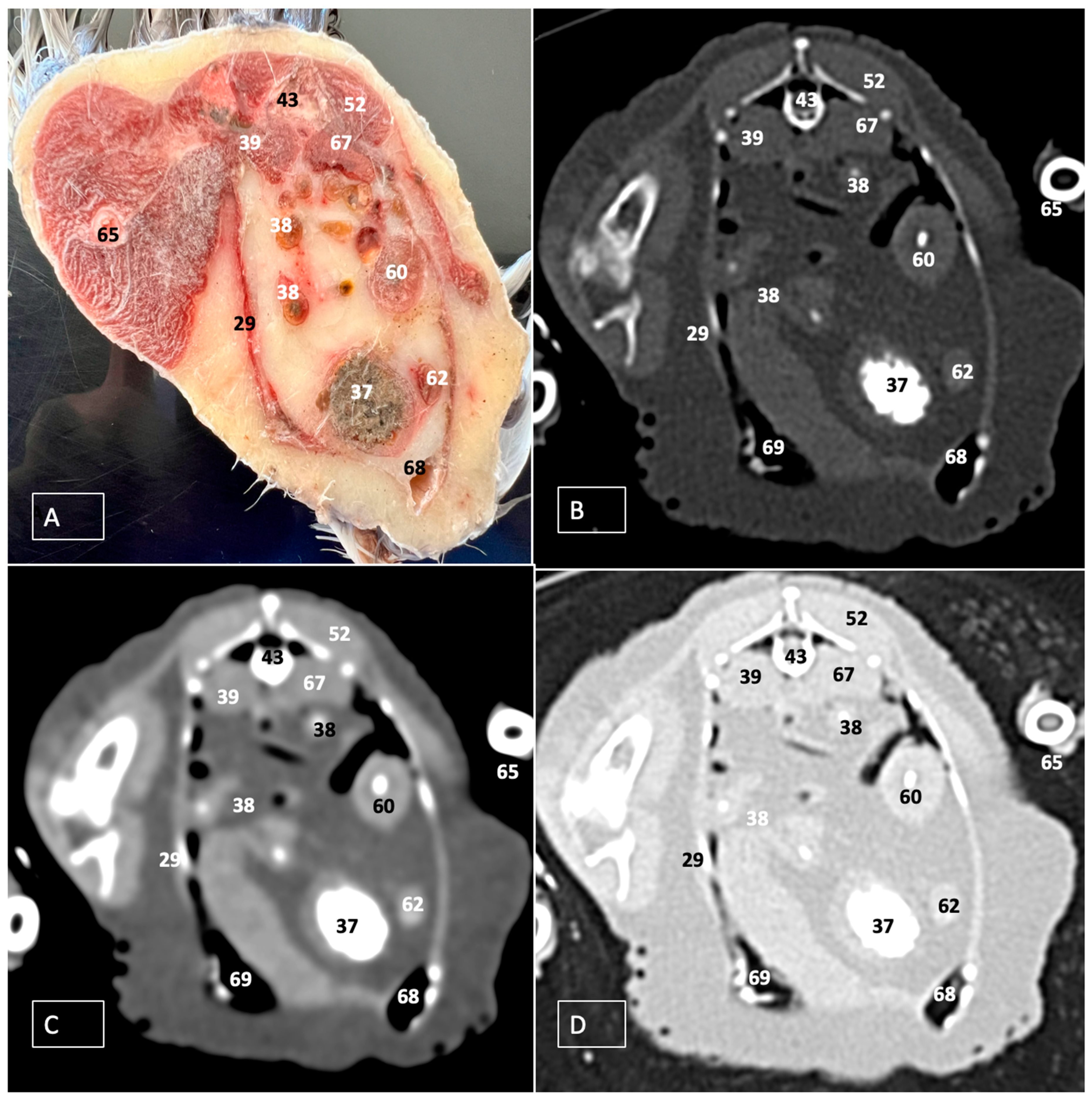 Animals 14 00858 g008