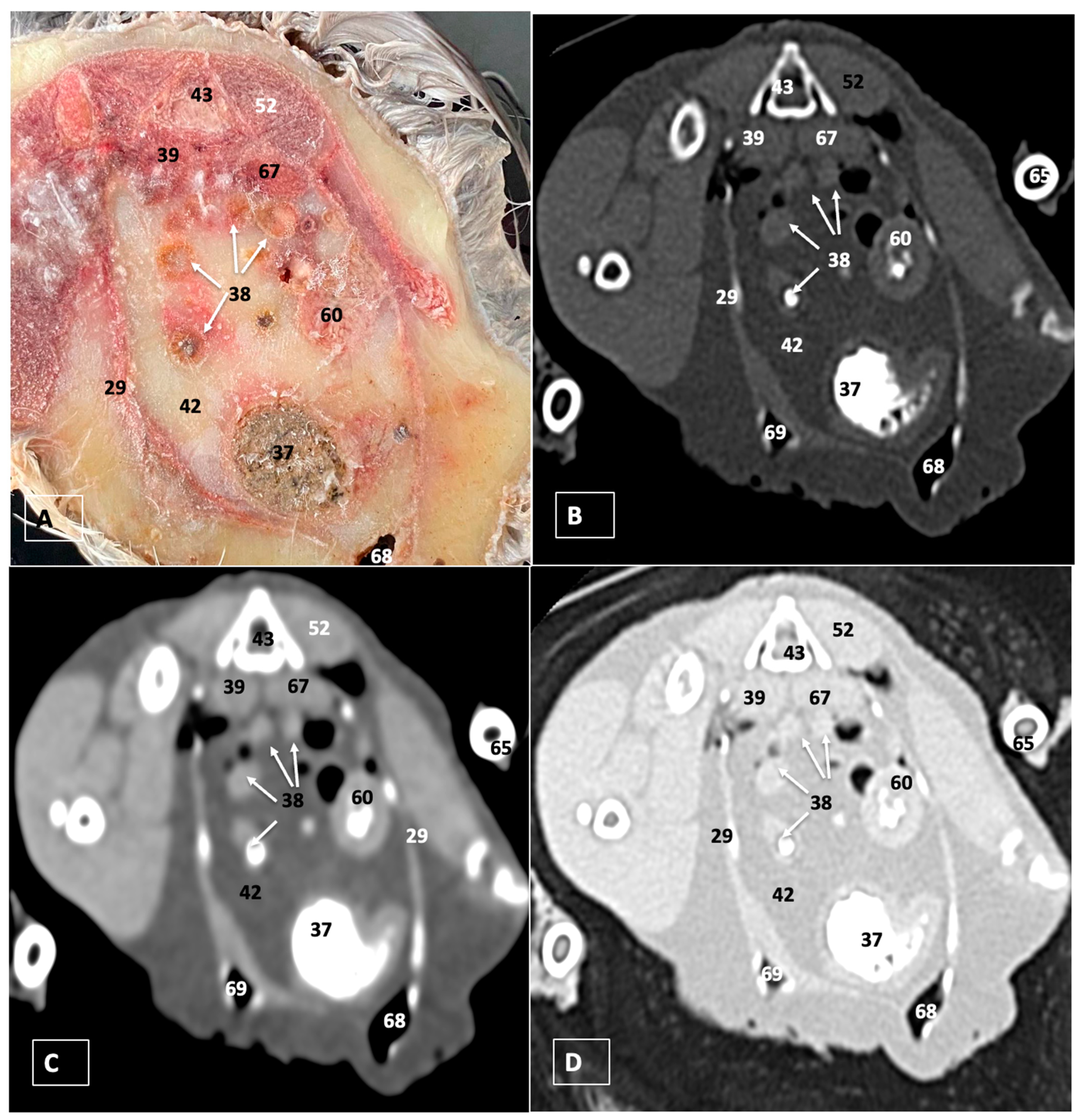 Animals 14 00858 g009