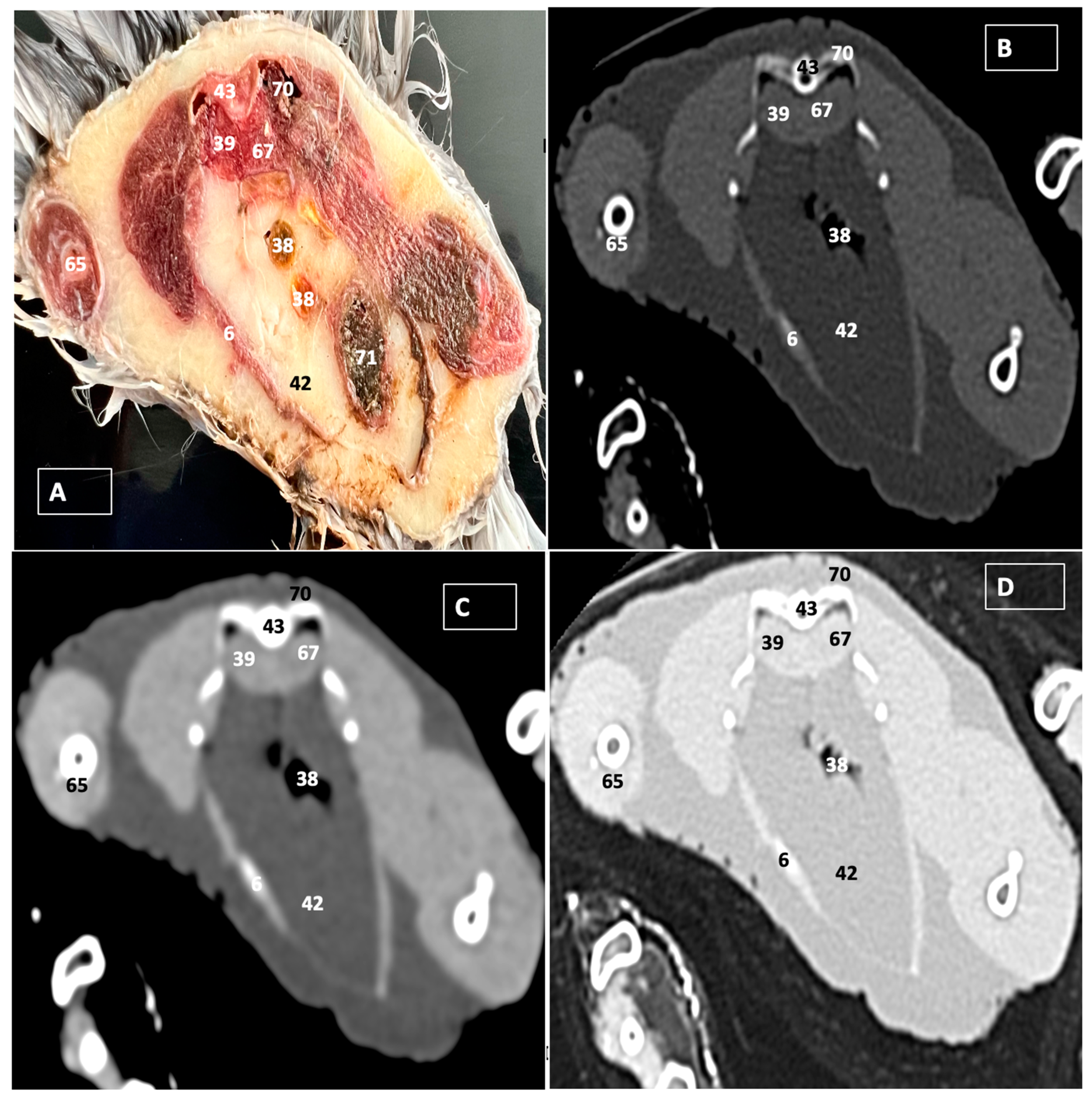 Animals 14 00858 g010