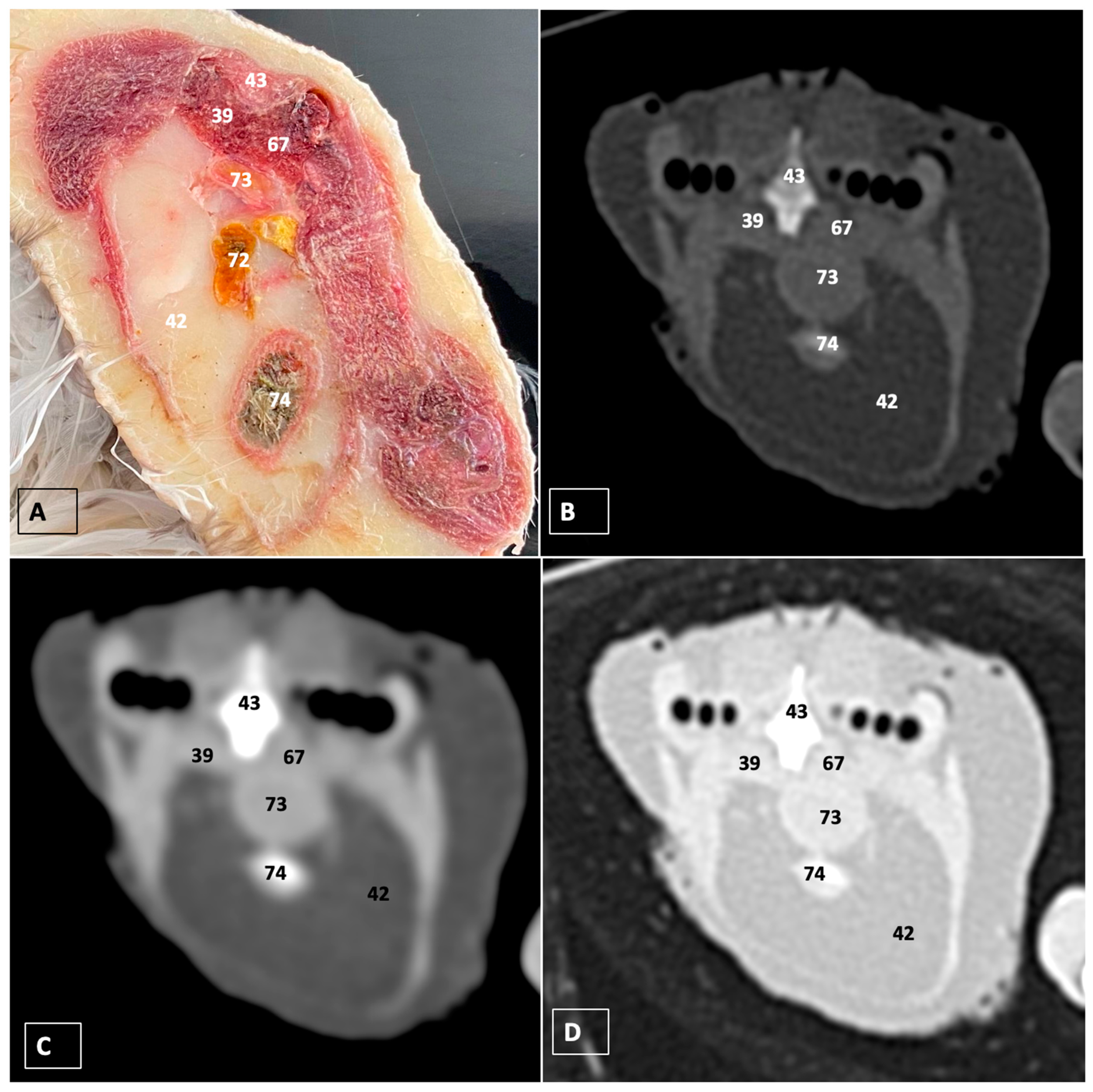 Animals 14 00858 g011