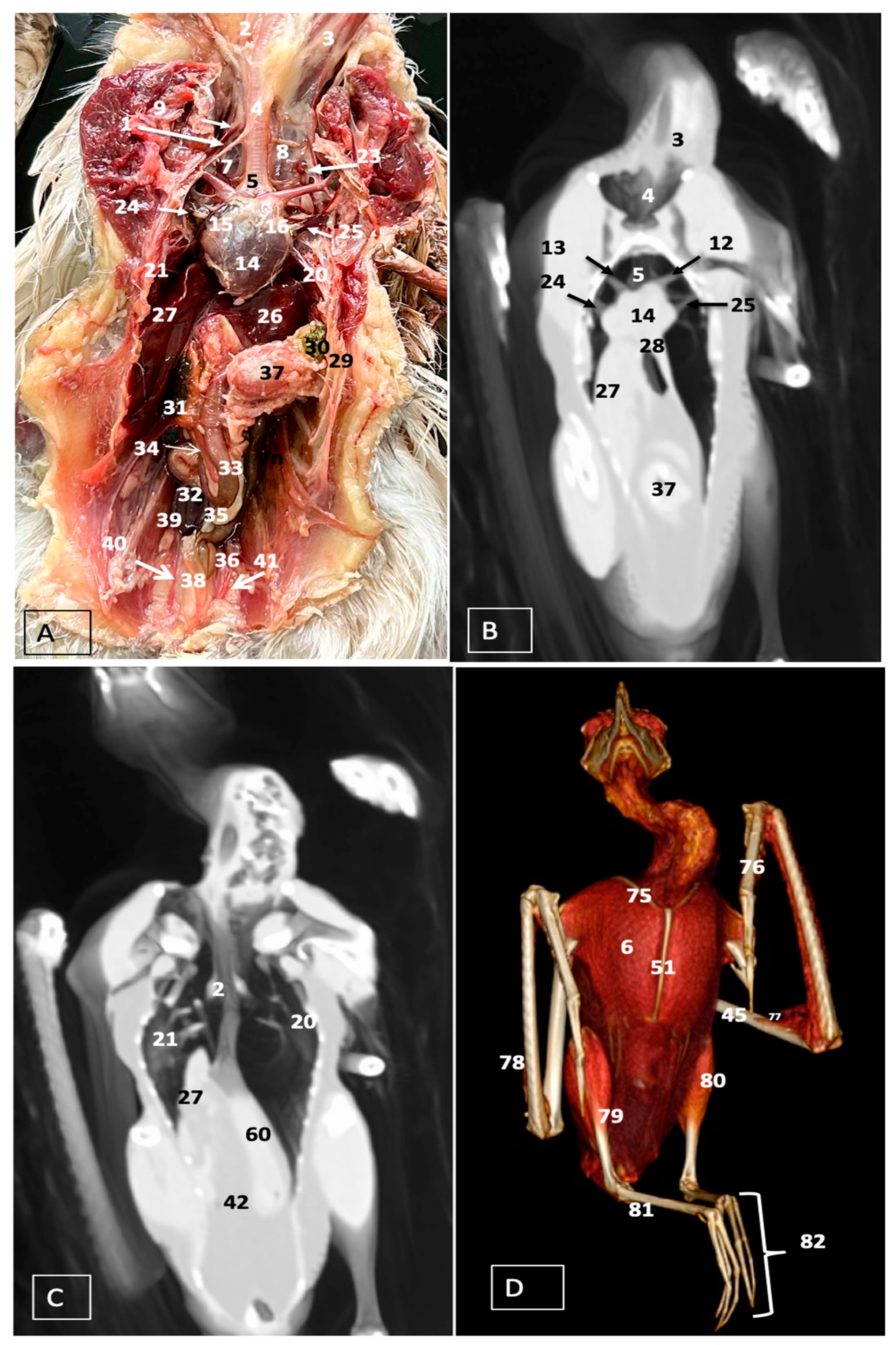 Animals 14 00858 g012